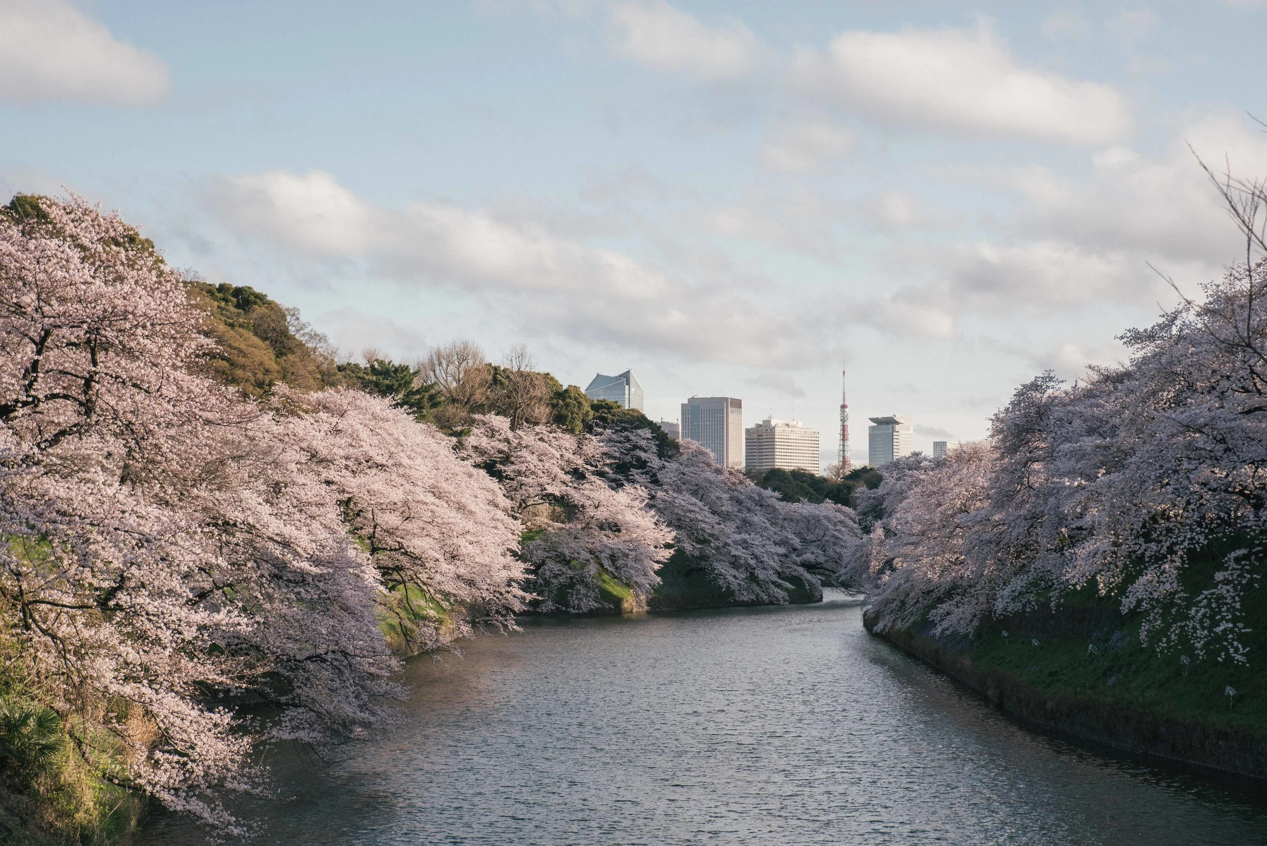 Cherry Blossom trees in bloom near Chidorigafuchi in central Tokyo