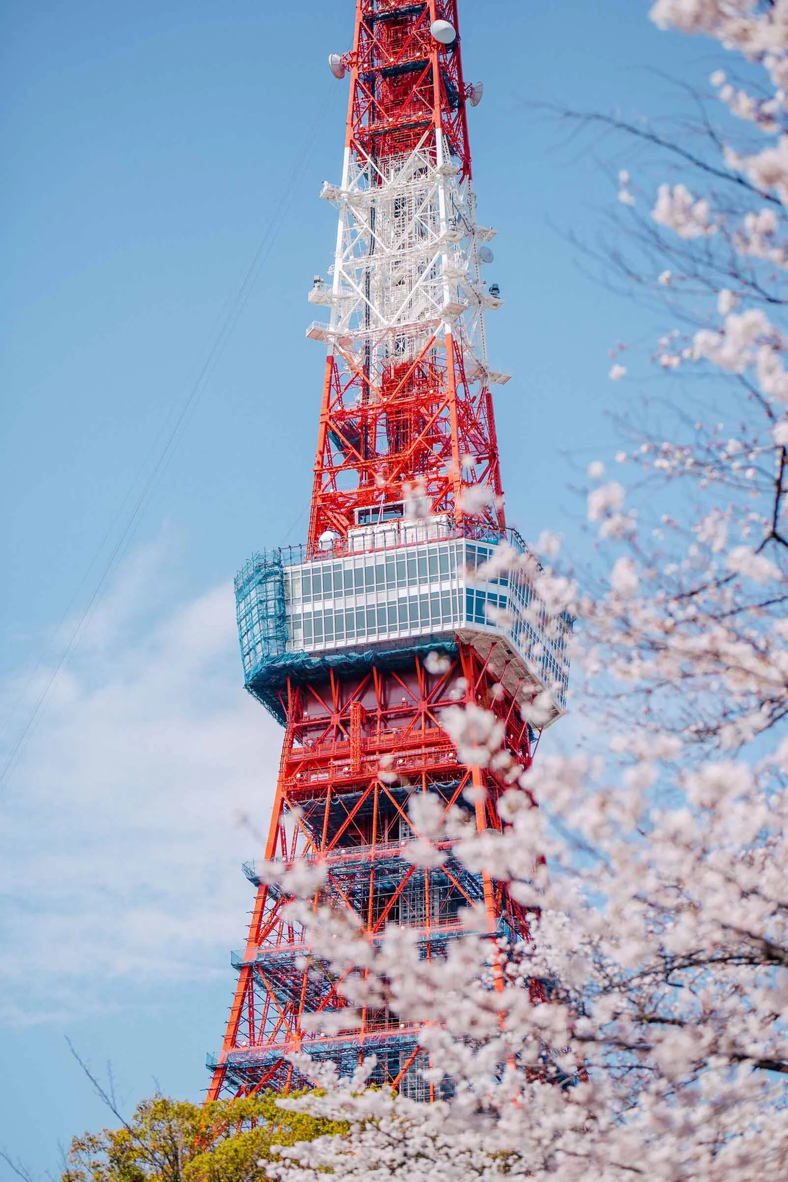 tokyo-tower-sakura_DSC3221.jpg