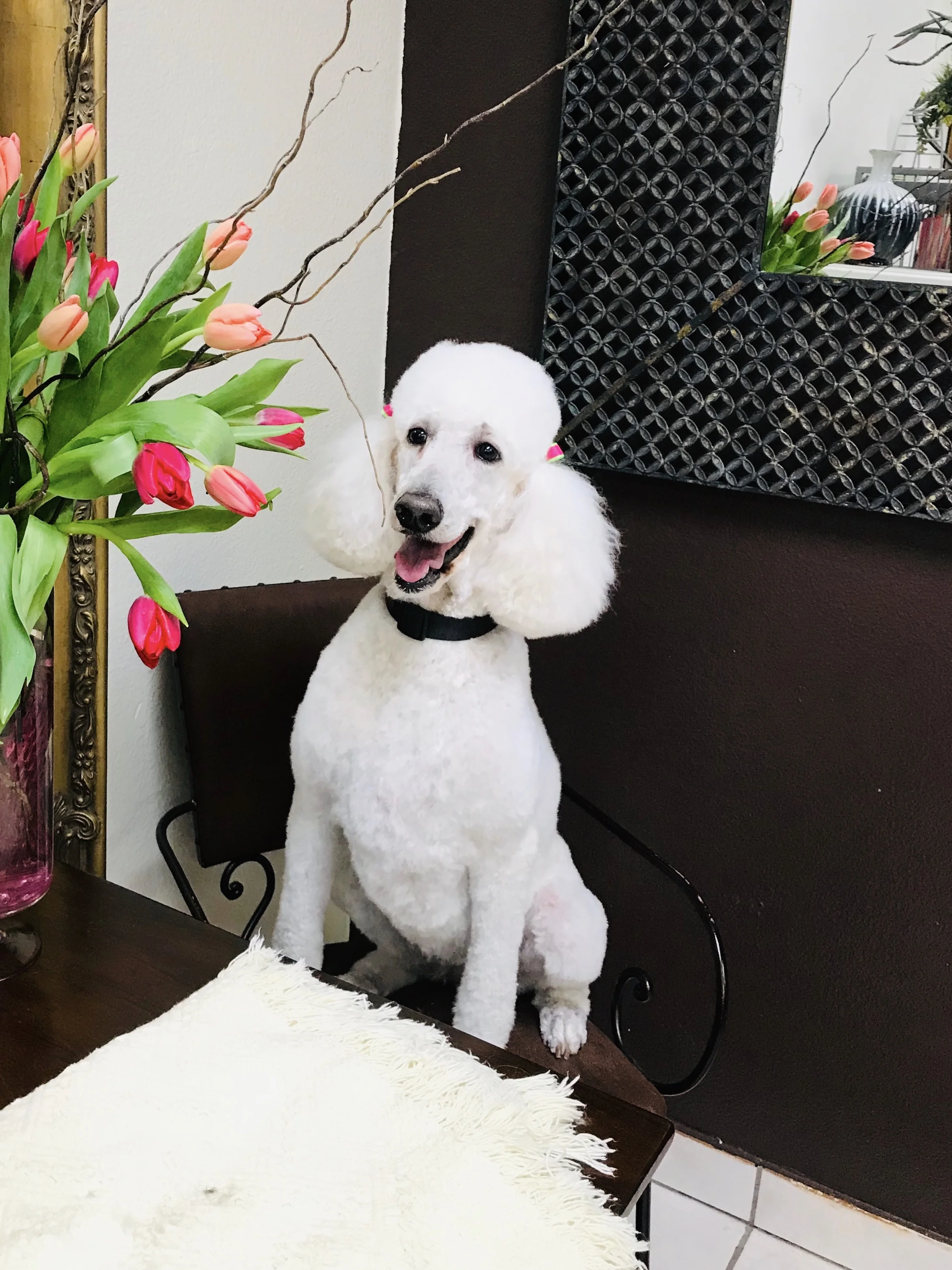 A Touch Of Class Pet Salon