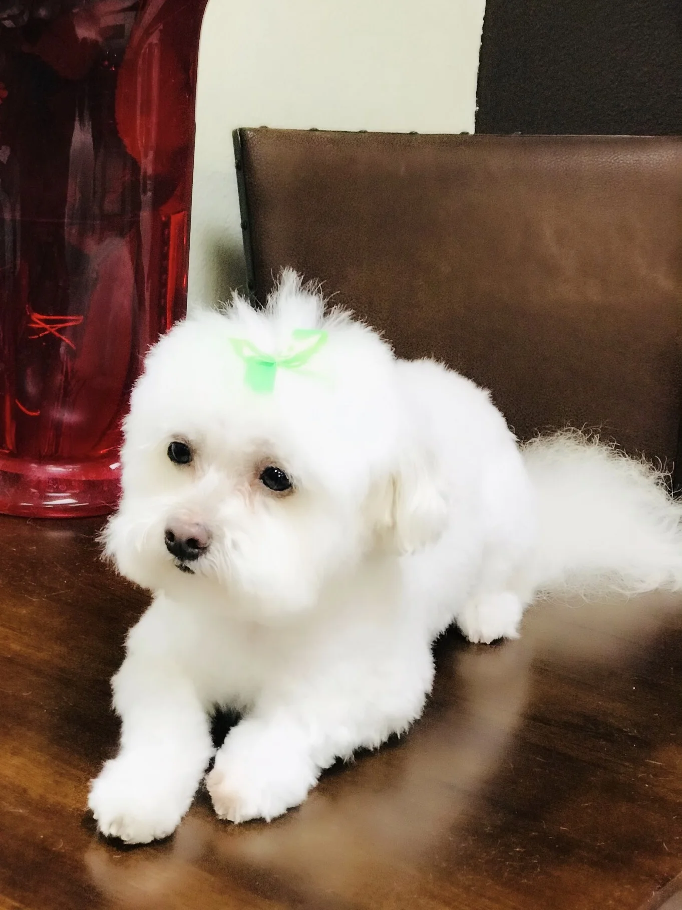 A Touch Of Class Pet Salon