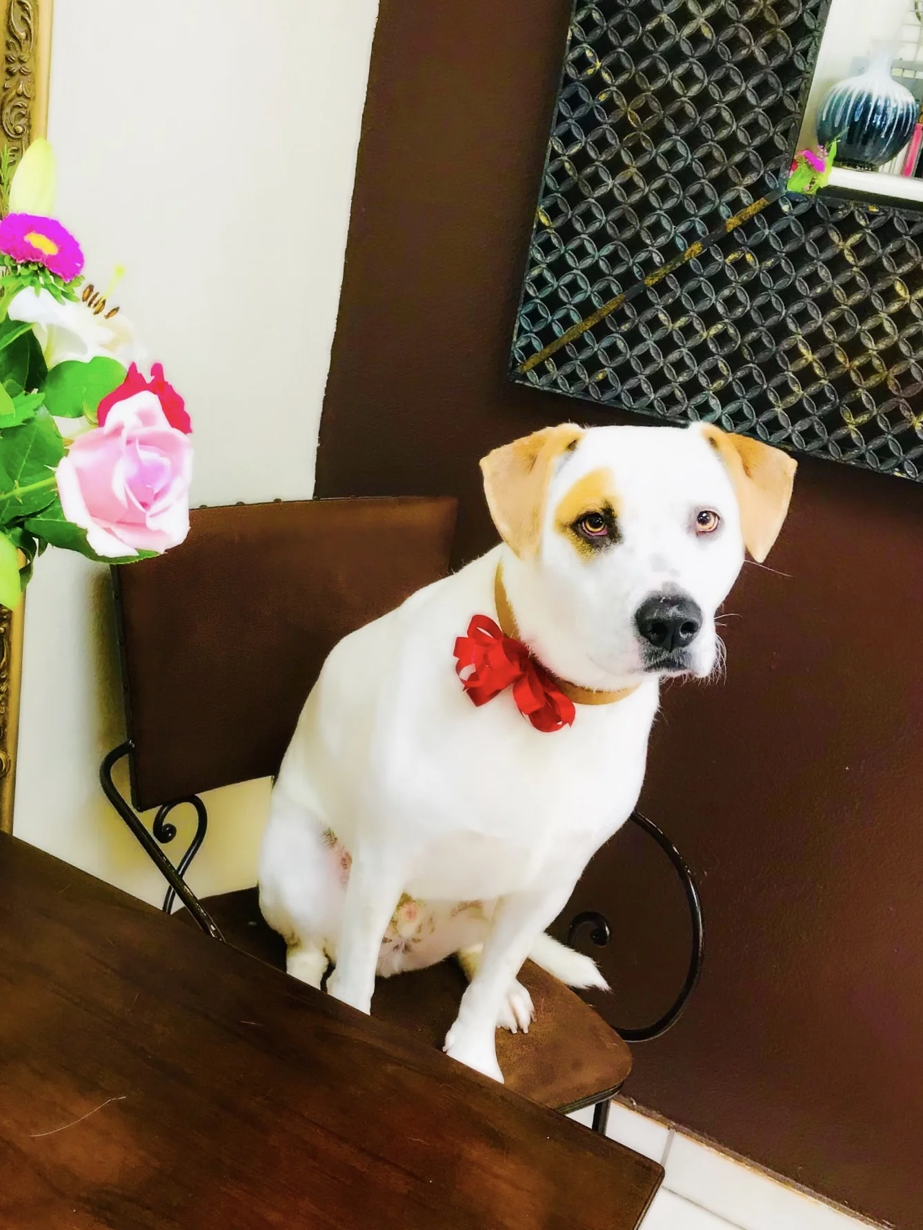 A Touch Of Class Pet Salon