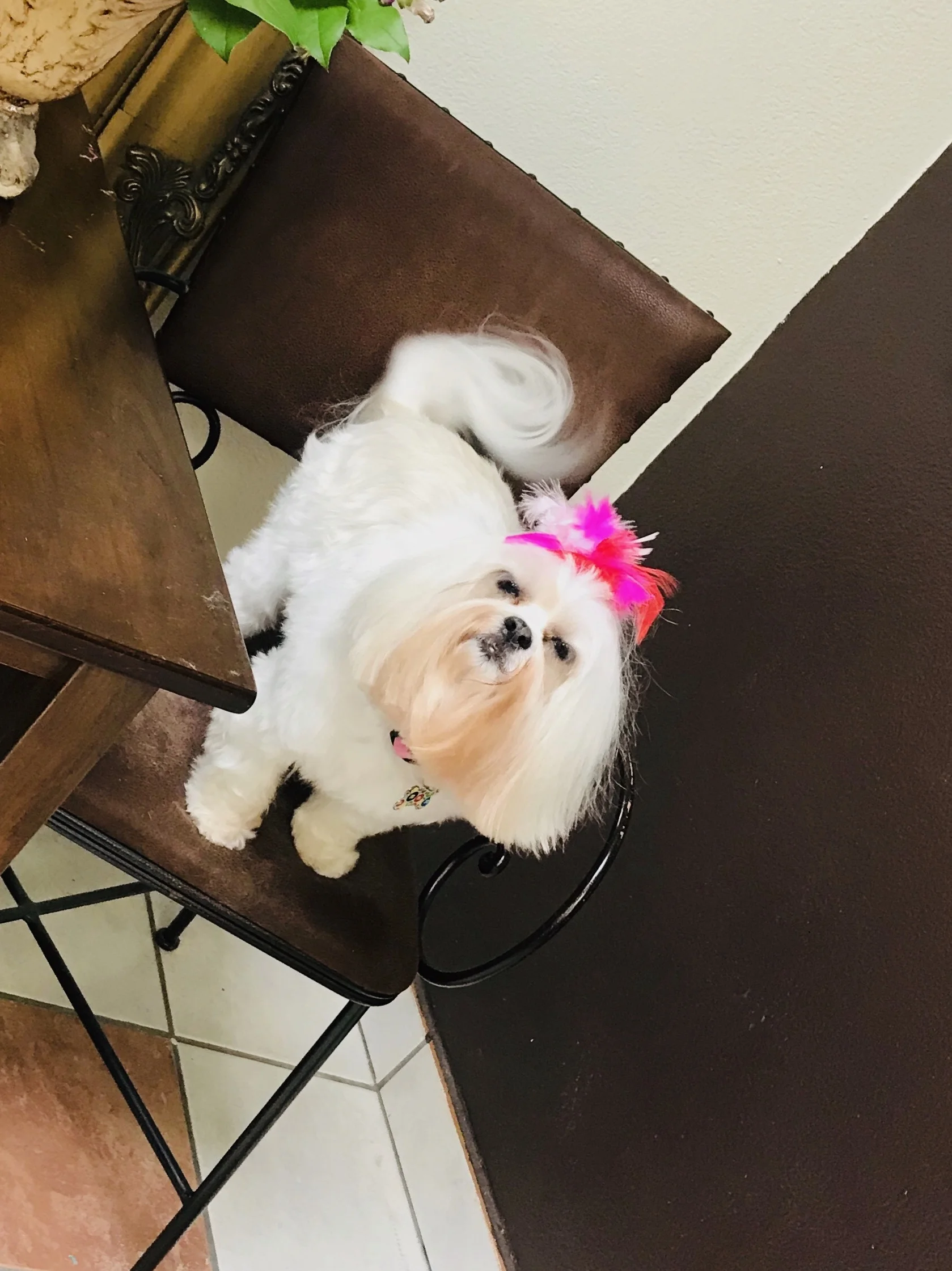 A Touch Of Class Pet Salon