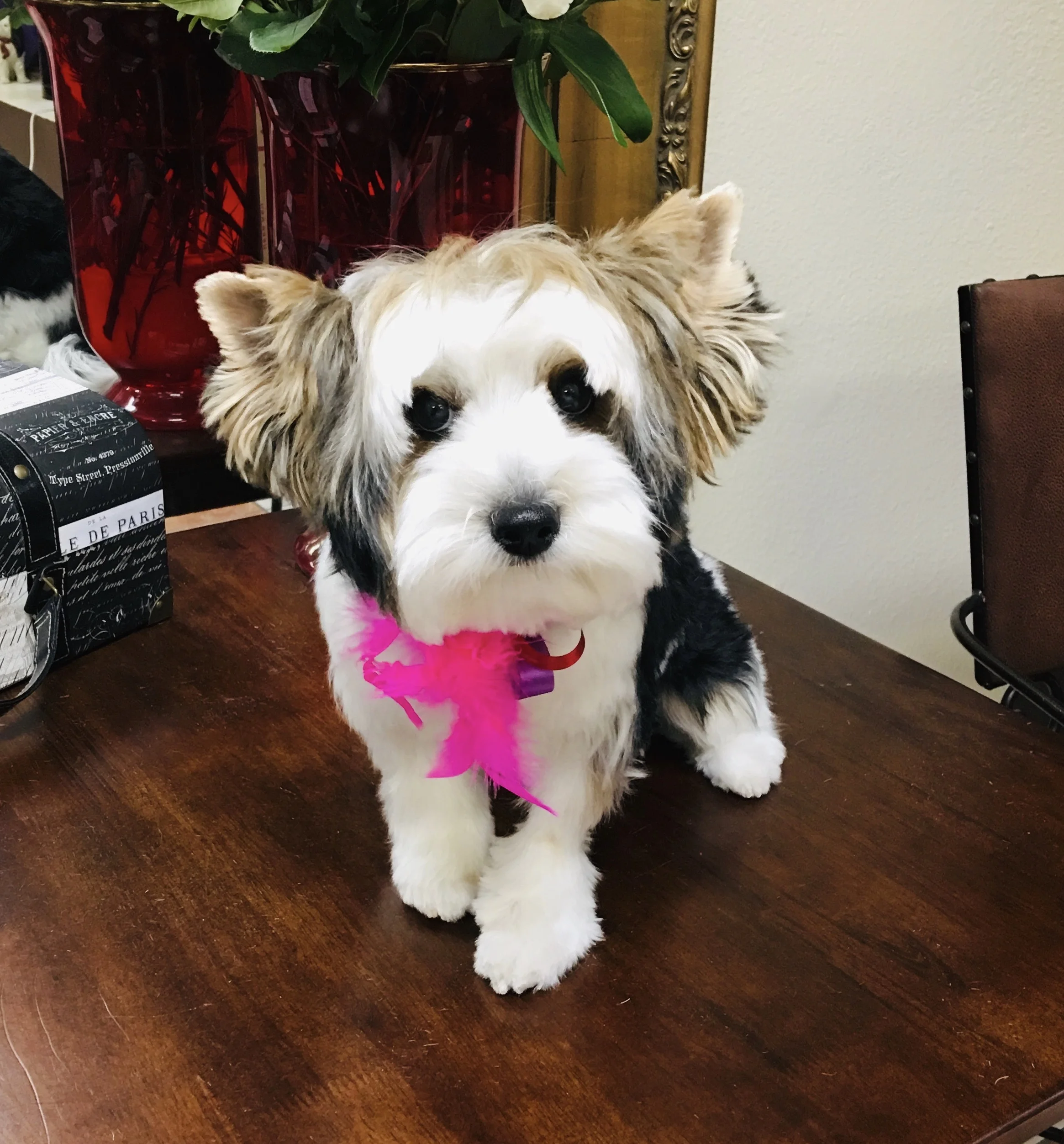 A Touch Of Class Pet Salon