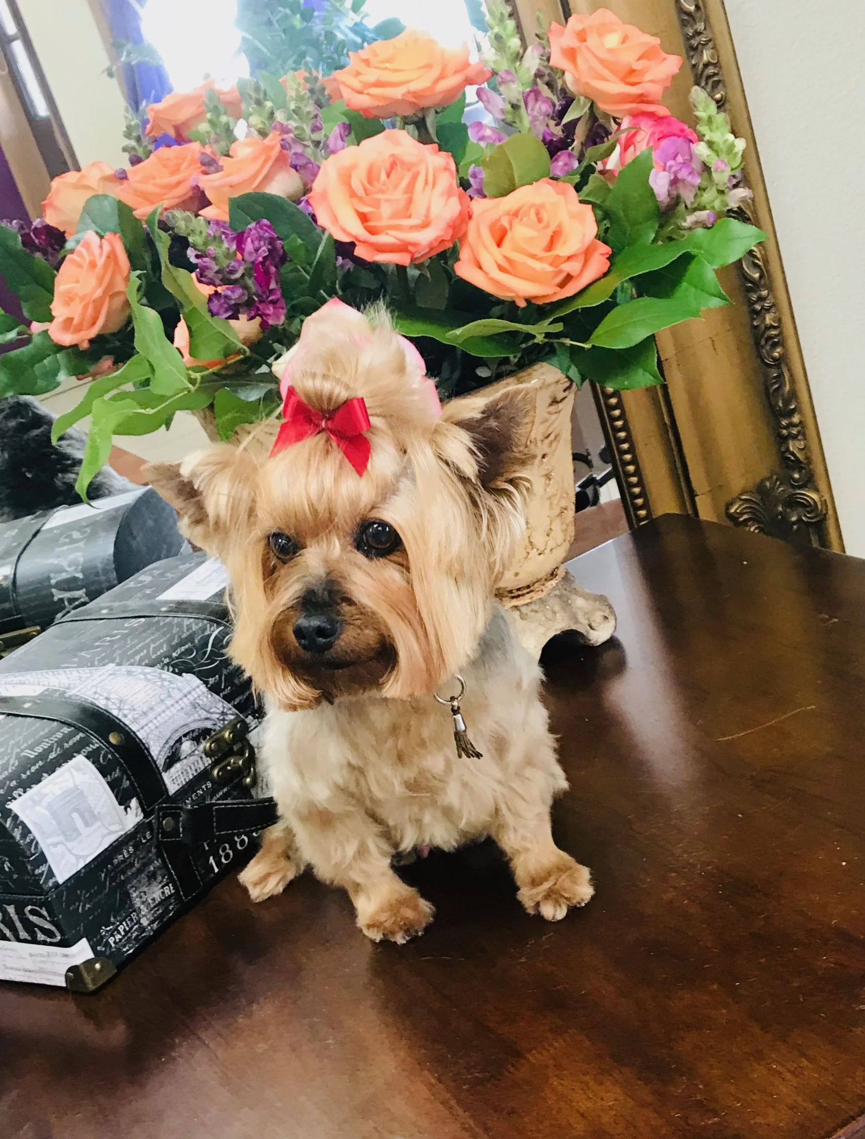 A Touch Of Class Pet Salon