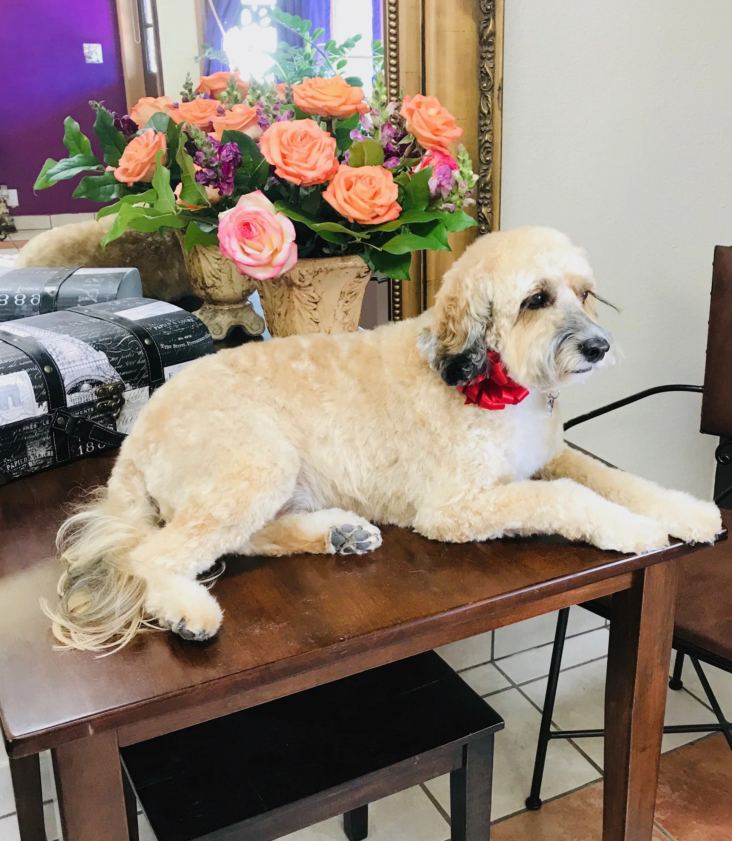 A Touch Of Class Pet Salon