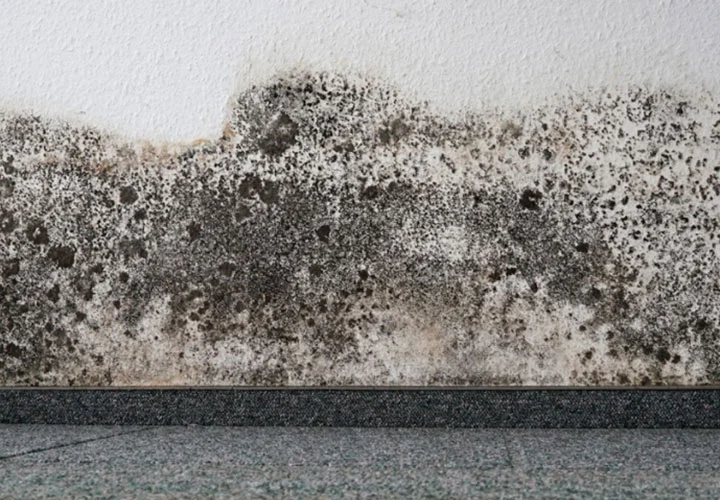 commercial-mold-remediation.jpg