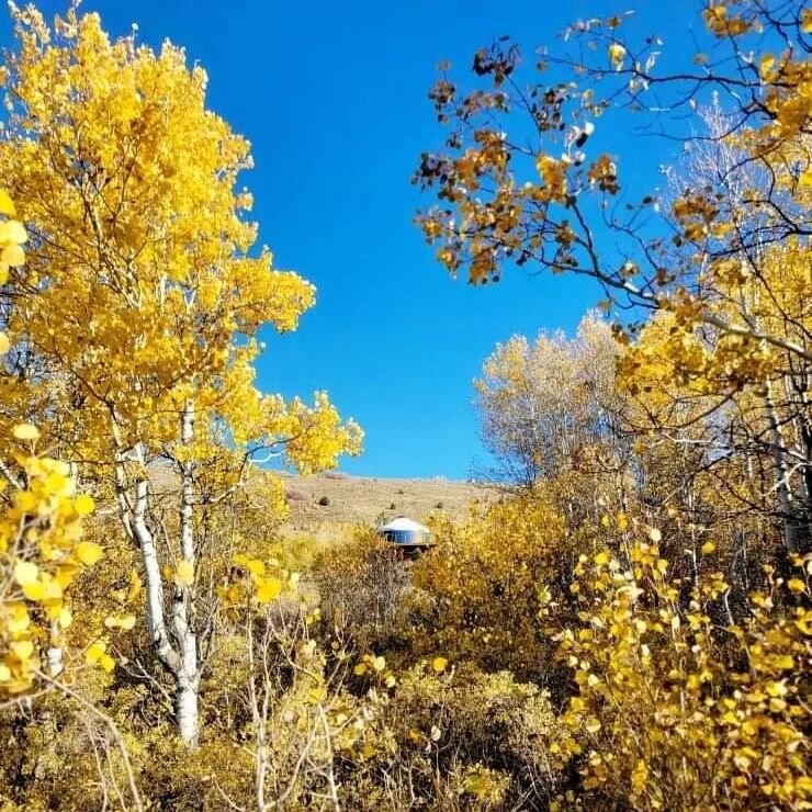 It's been a wonderful fall with gorgeous colors and amazing warm temps! Hope you got a chance to enjoy it!

#montecristoyurt #fall #yurt #yurtcamping #utahfall #aspens #utahisrad #naturephotography
