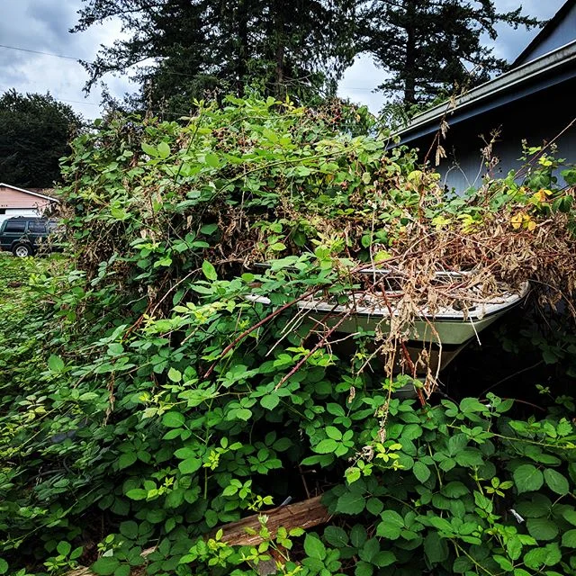 Boat full of blackberries at Gold Bar #Goldbarproperty