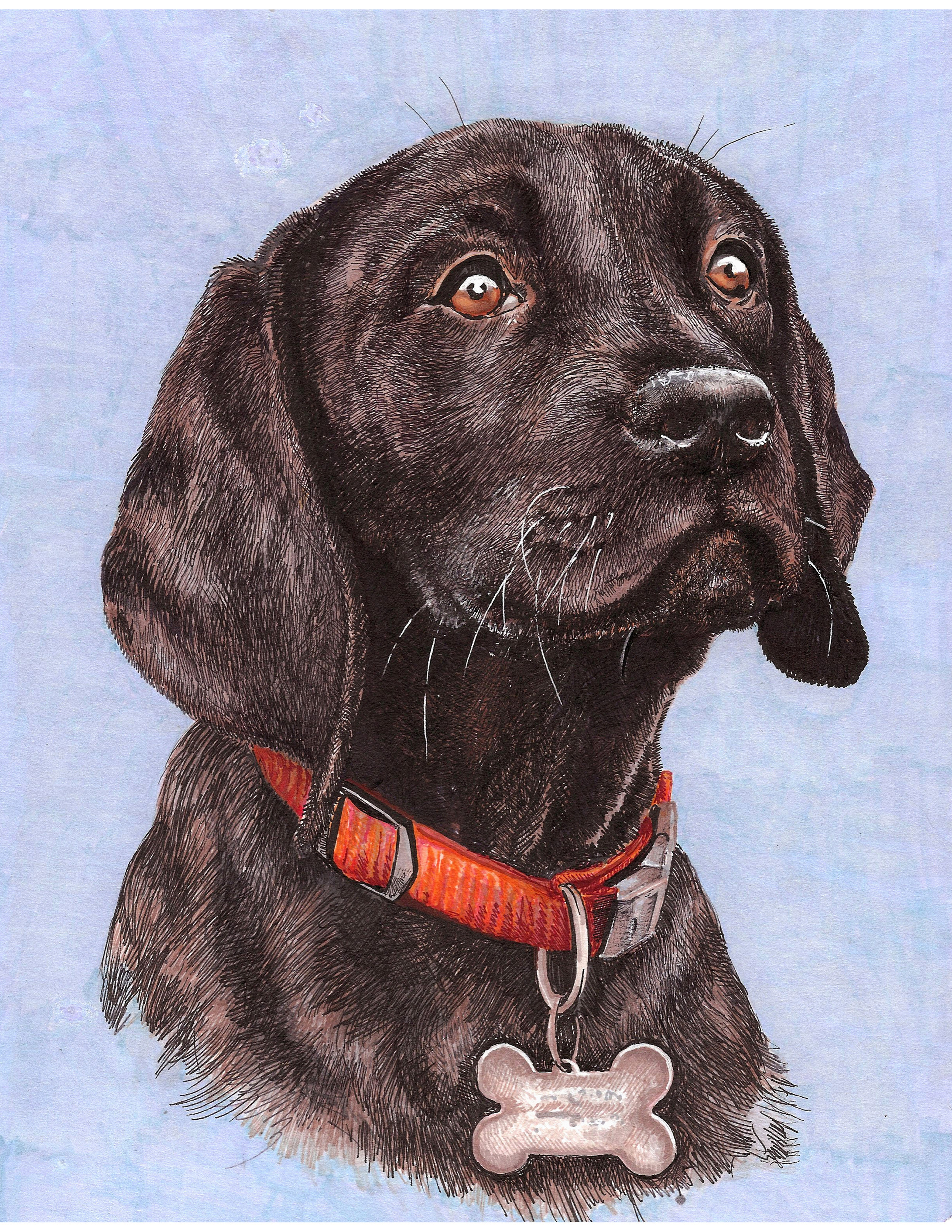 Labrador_pupgunner.jpeg