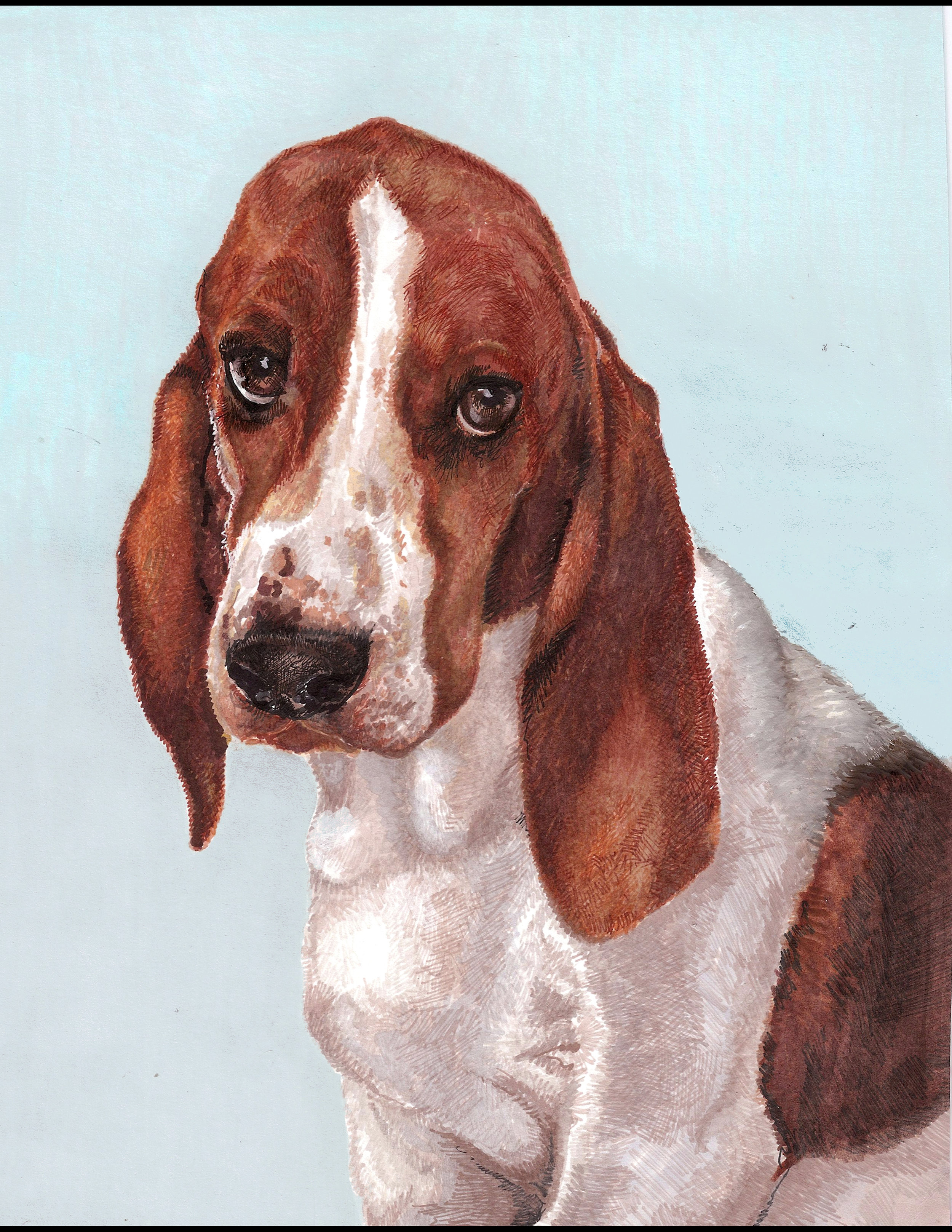 StantheBasset.jpeg
