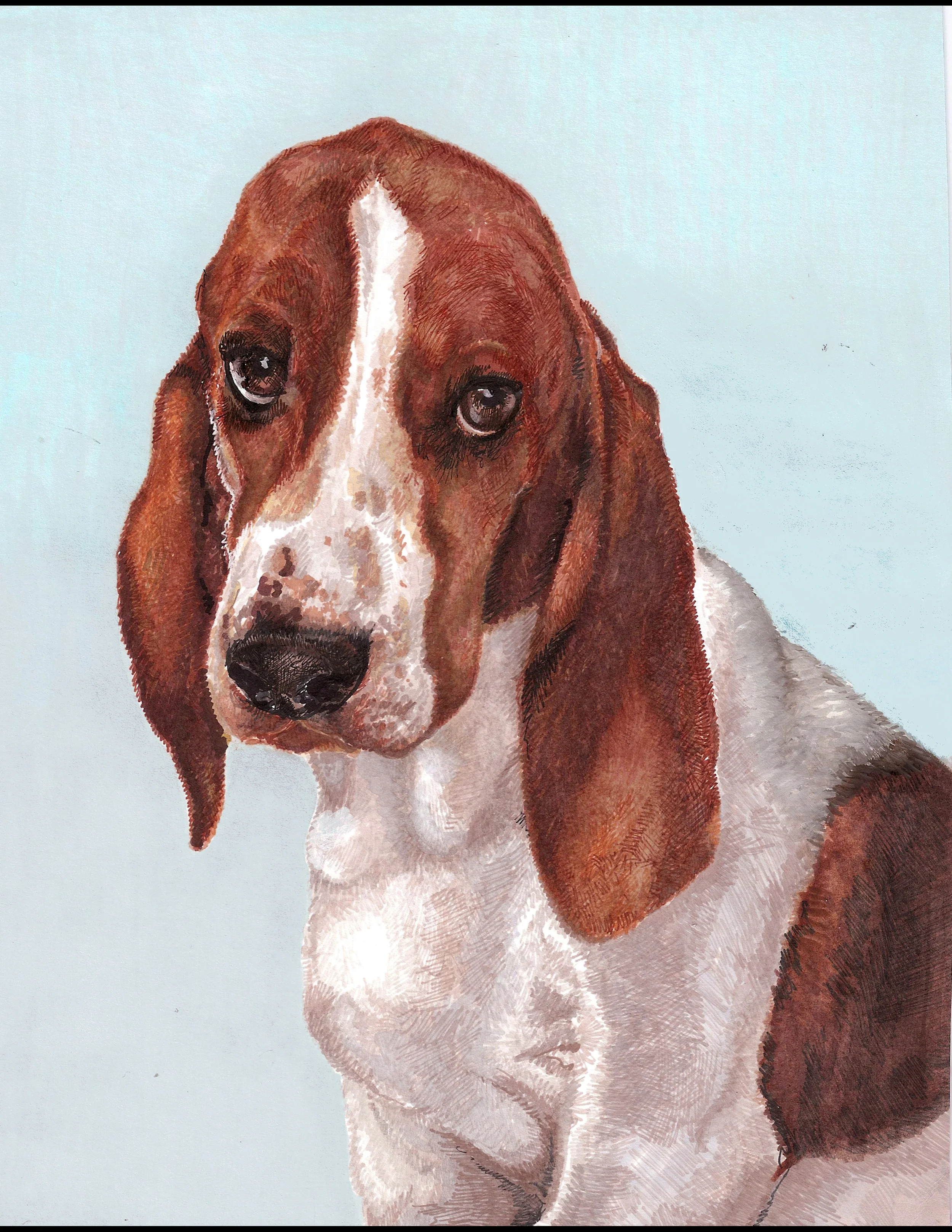 StantheBasset.jpeg