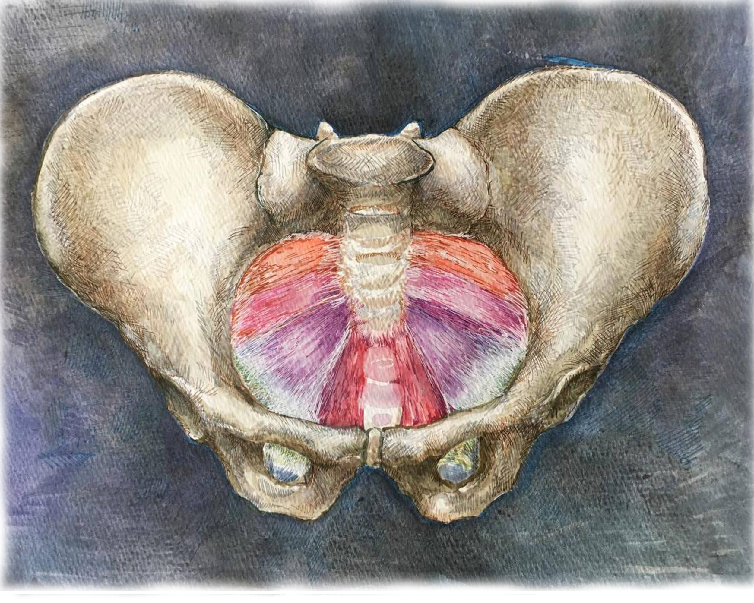 PelvicFloor.jpg