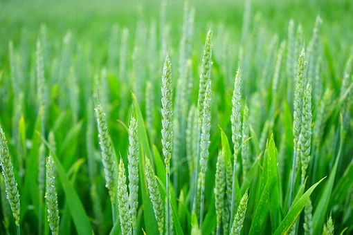 wheat.jpg