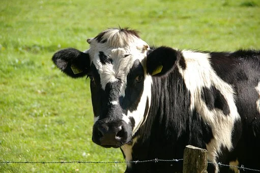 cow.jpg