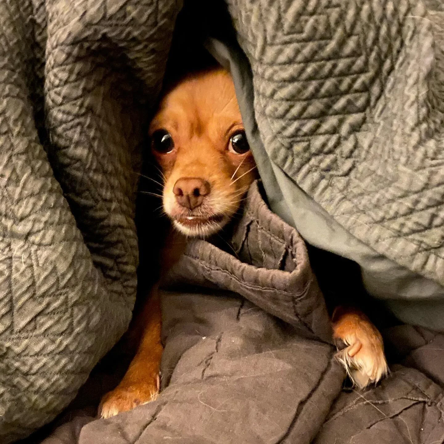 This girl finds her sweet spot like clockwork! #dudeswithdogs #mansbestfriend #chihuahua #chihuahuasofinstagram #joy #happiness