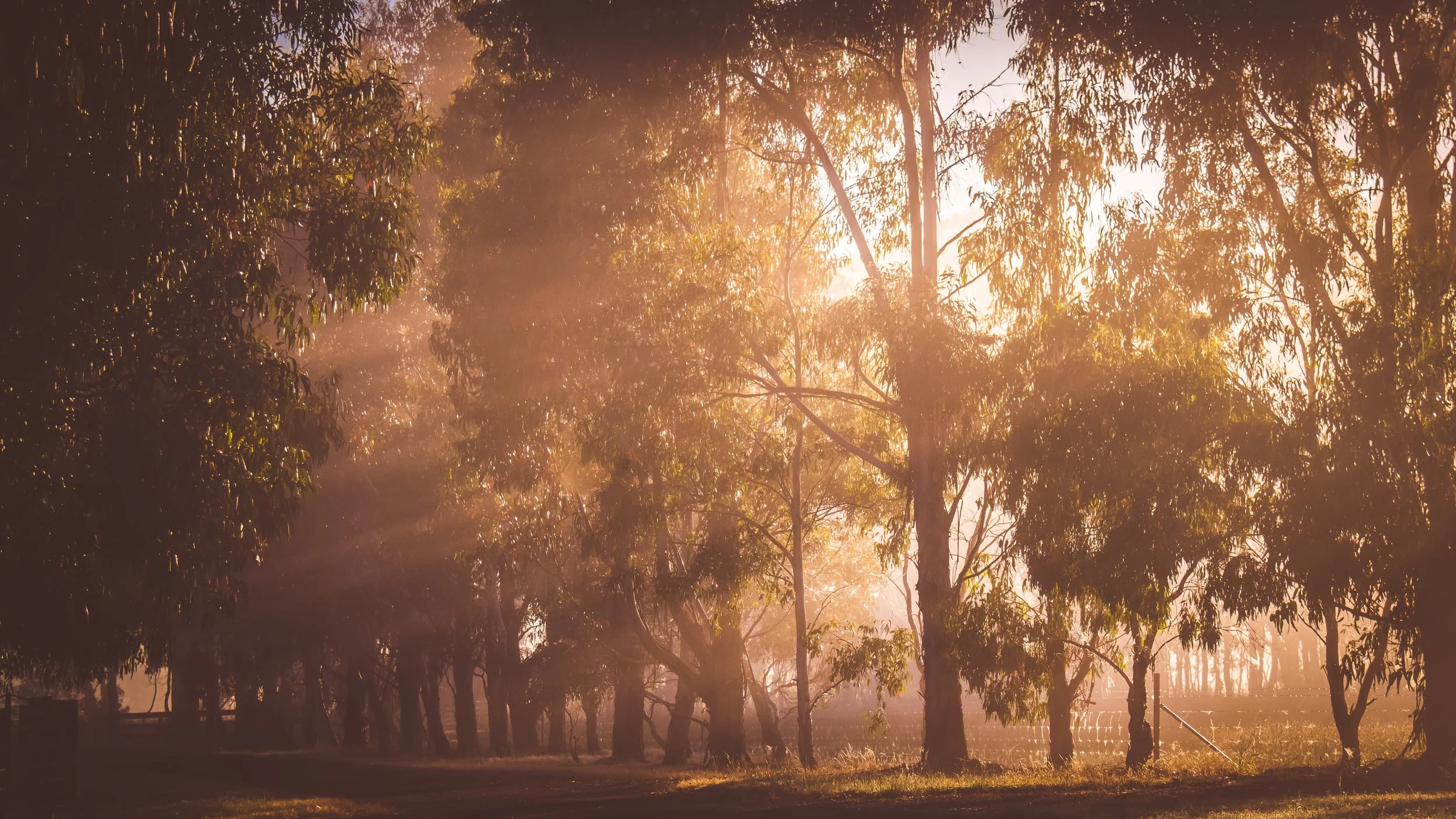 gum tree sunrise - Emma Gillespie.jpg