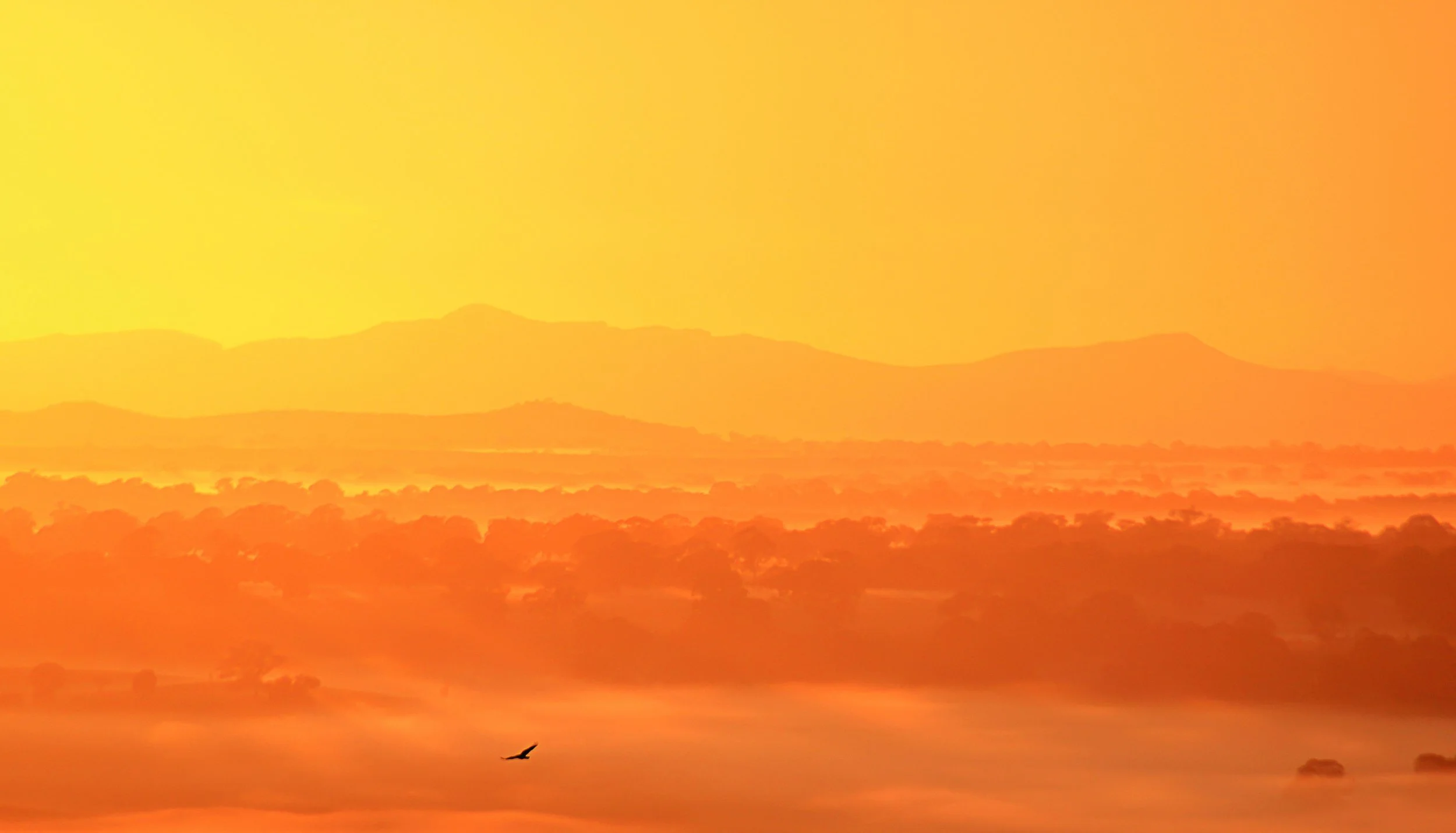 MORNING SUNSHINE - Emma Gillespie.jpg