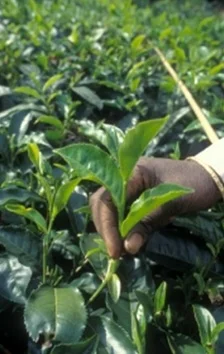 Harvesting tea leaves at a private tea estate in the Nilgiris mountains, India. (Source: FAO )
