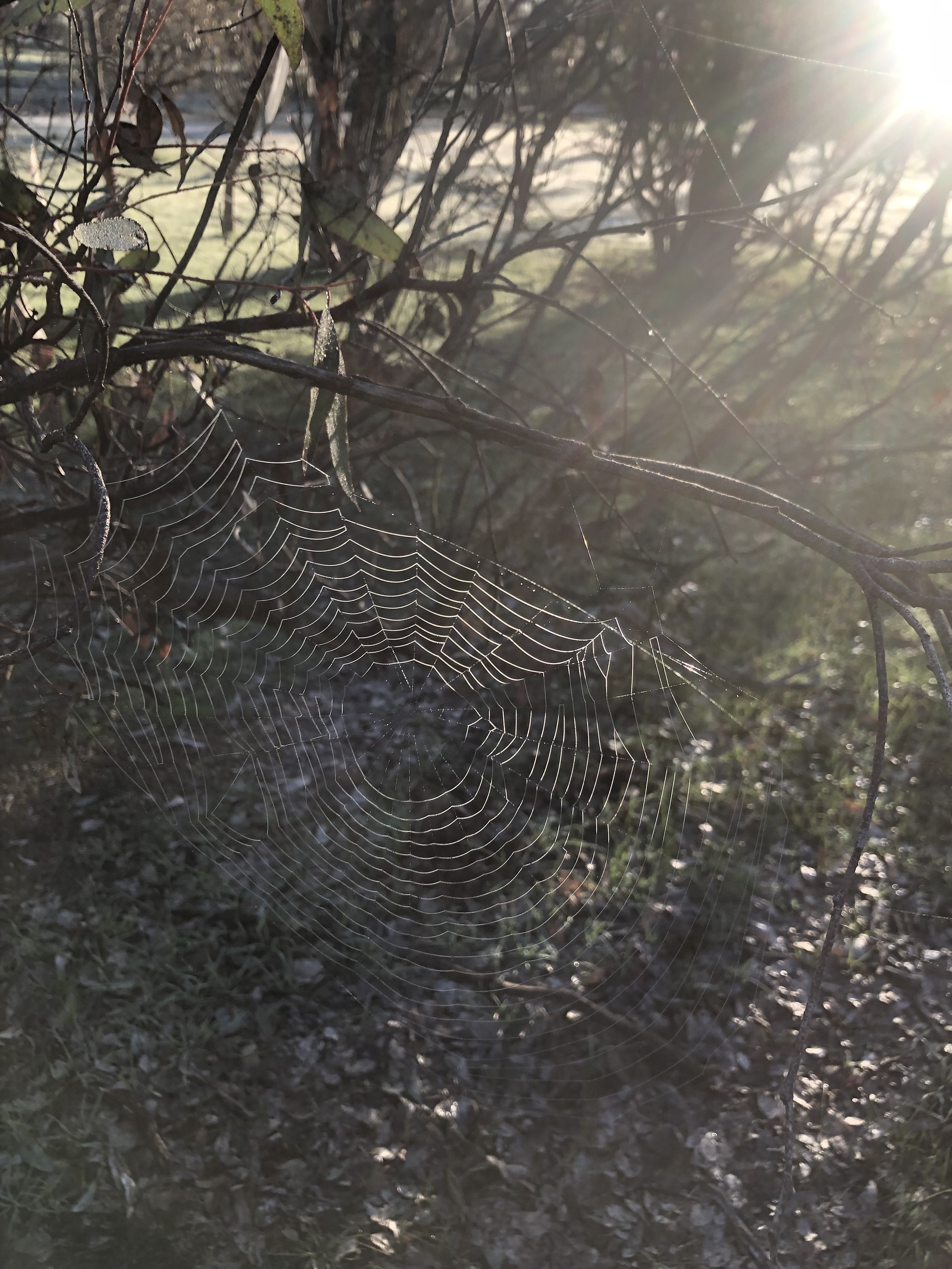 spider web story 2.jpg