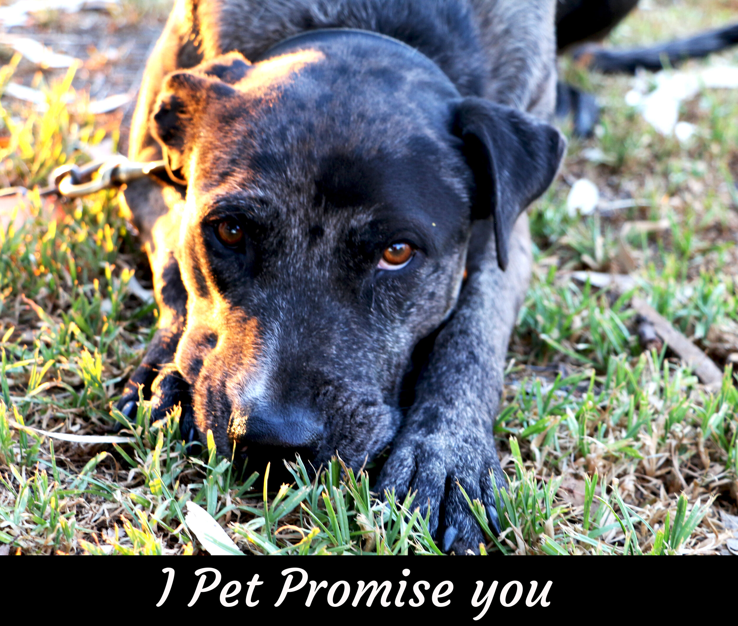 Pet Promise Day — RURAL ROOM