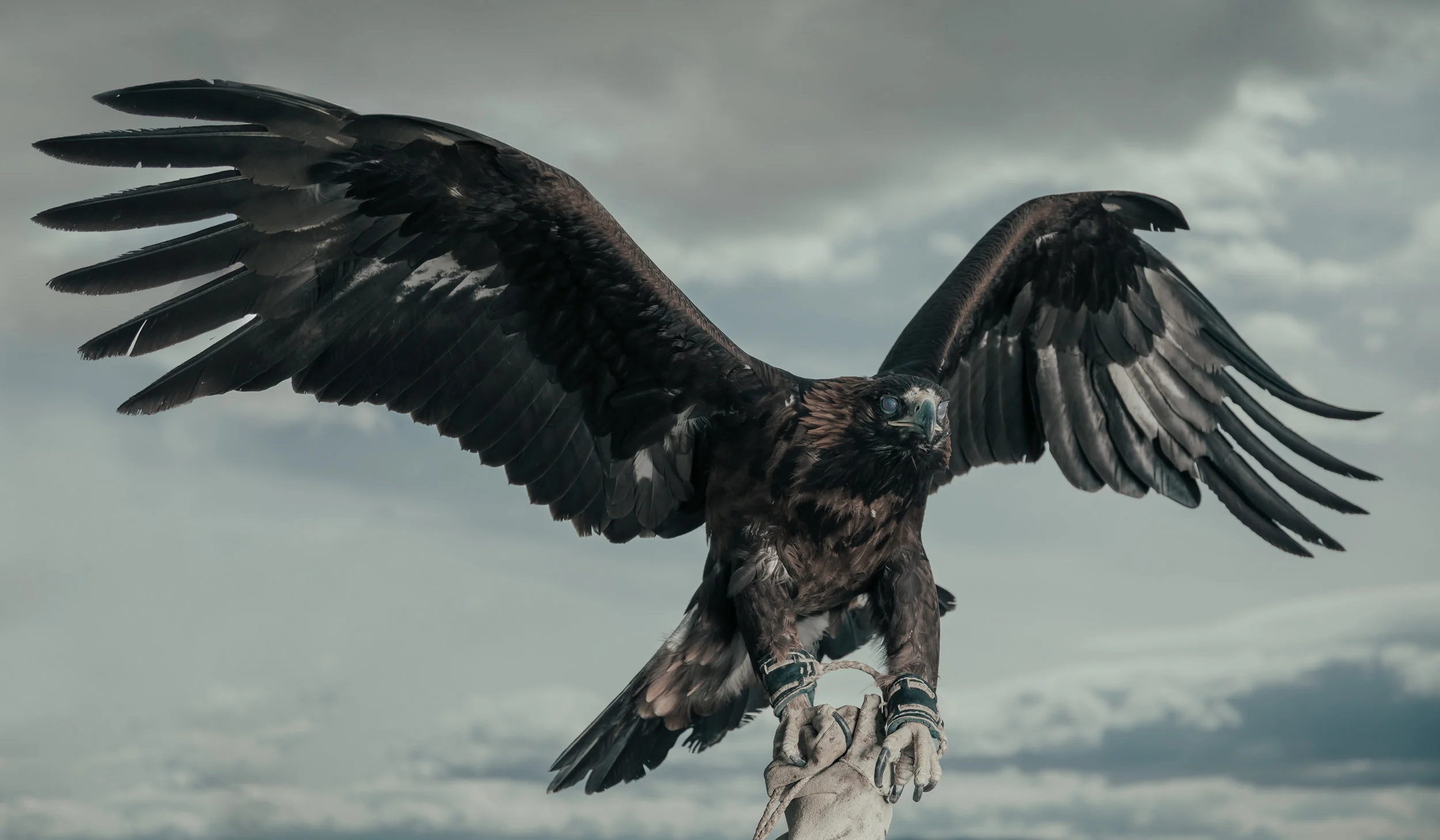 eagle.jpg