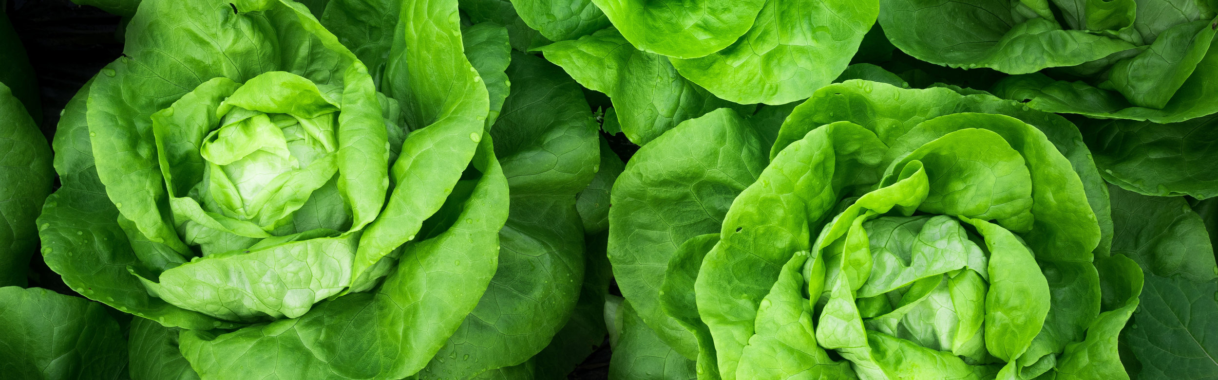 agence-producteurs-locaux-damien-kuhn-387522_CROP.jpg