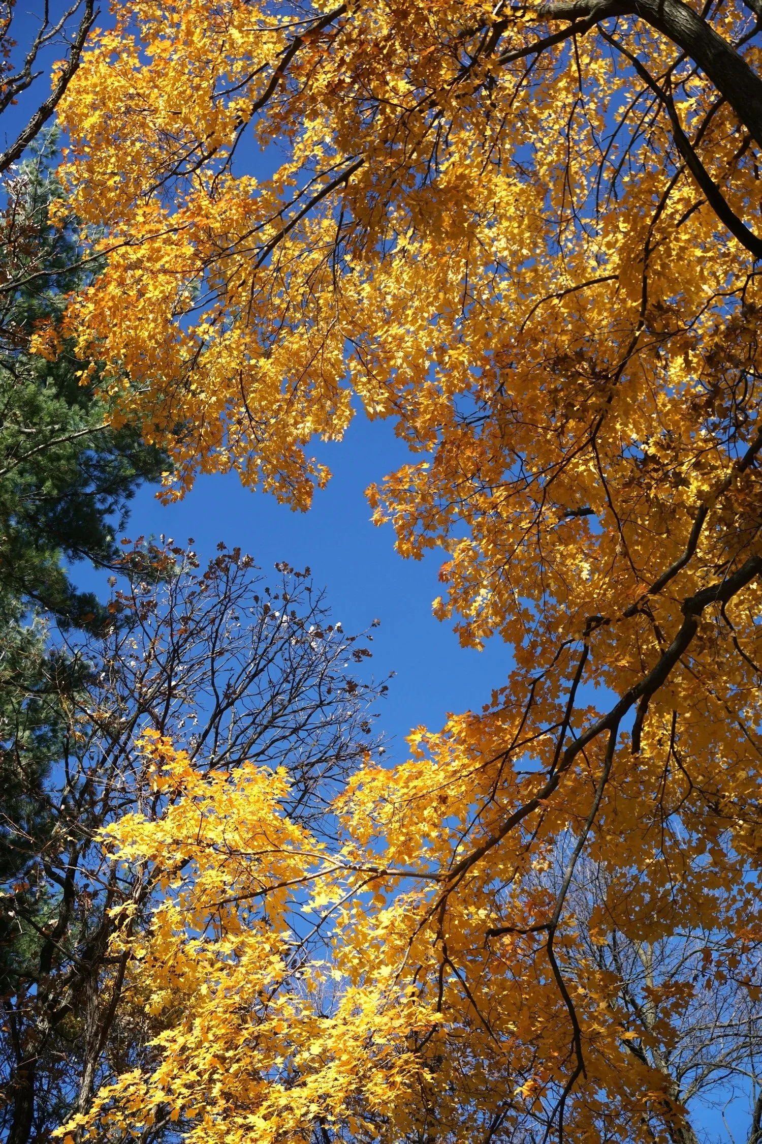 Glimmers: 30 Everyday Examples to Start Noticing
