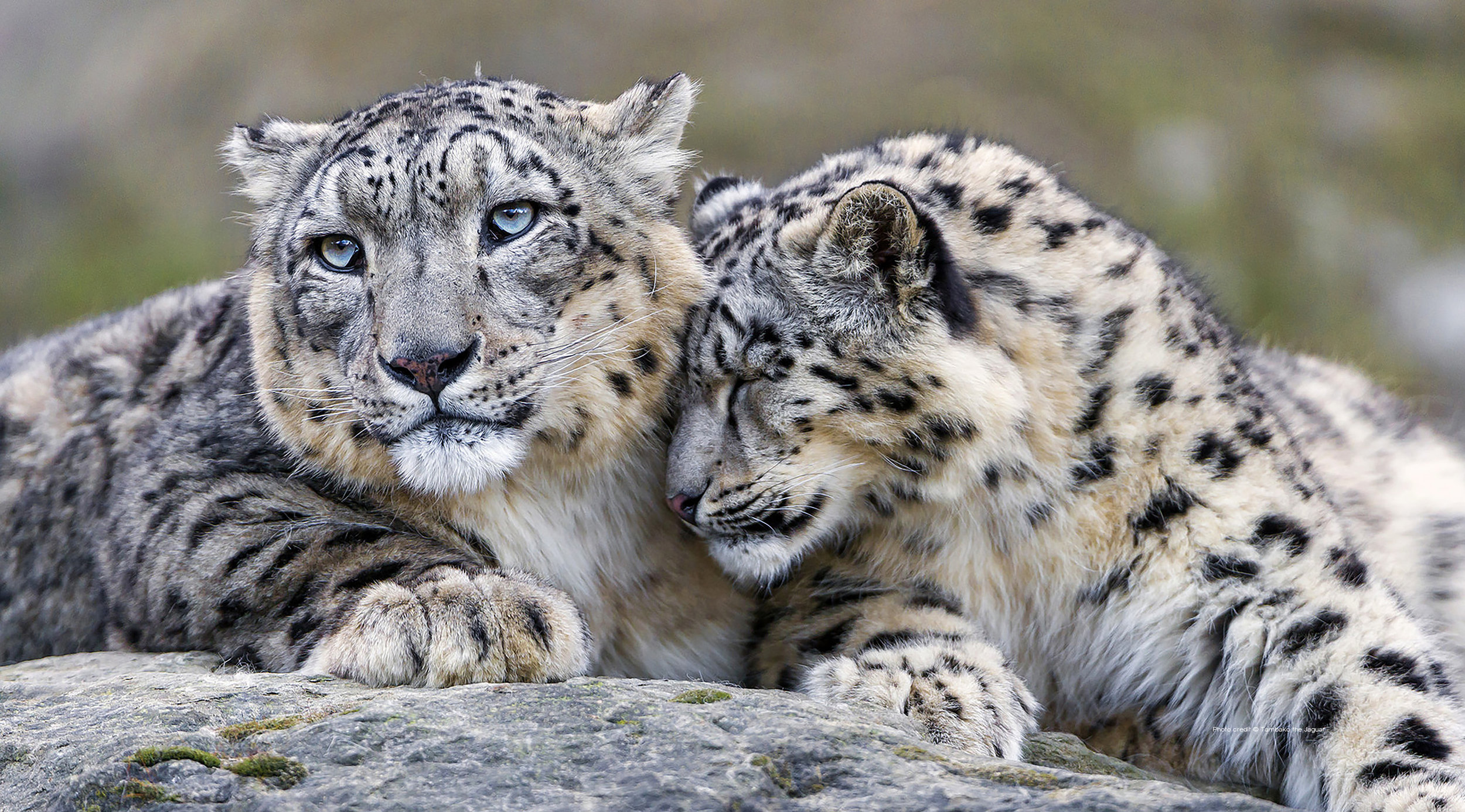 snow leopards_MAINWEBSITE_zoom_credit_small.jpg