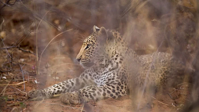leopard_small.jpg