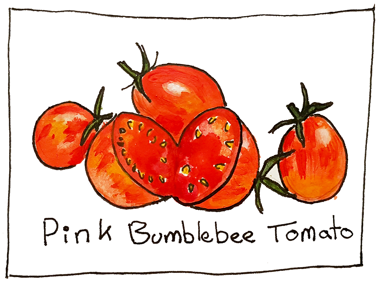 these tomatoes were bred by artisan seeds 