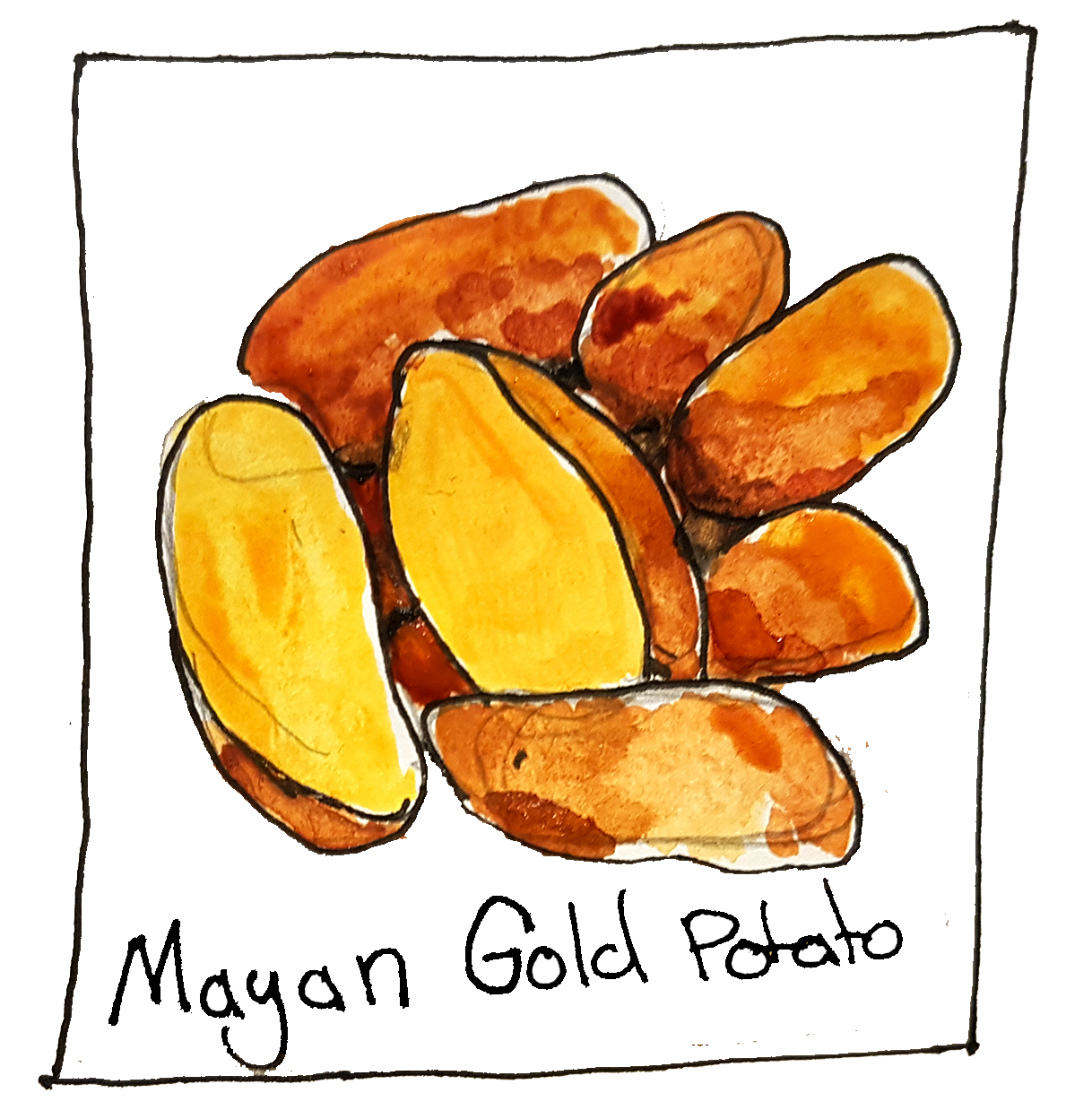 mayan gold potato.png