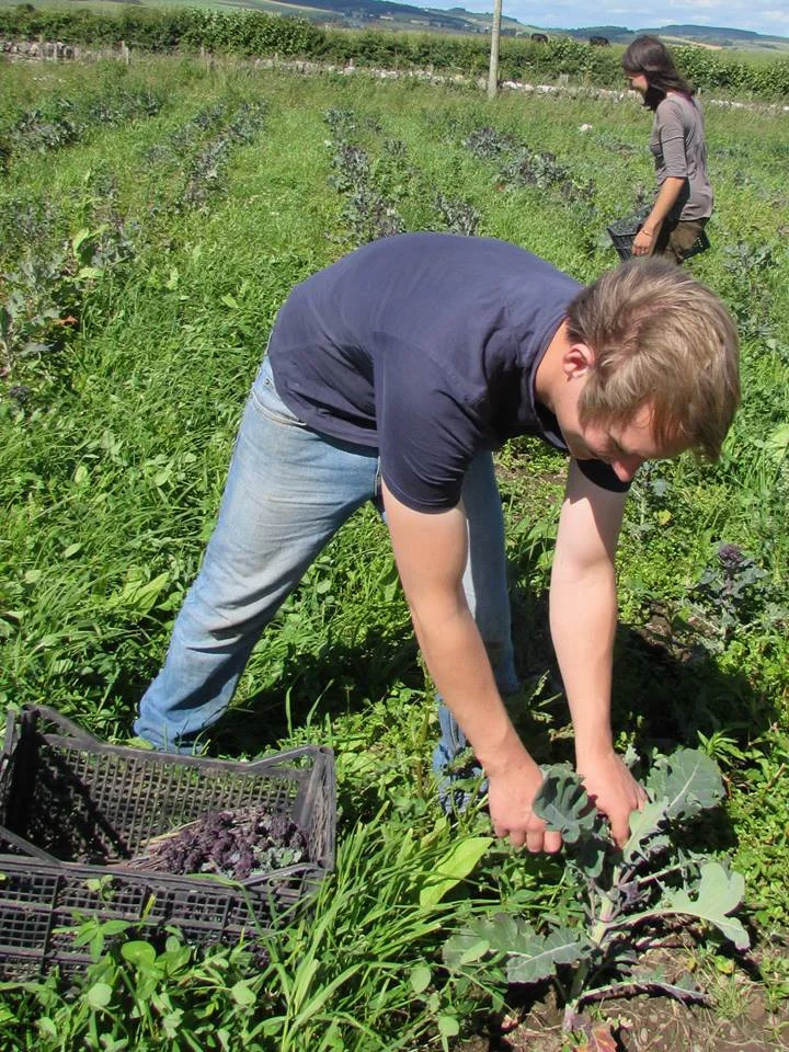 PSB HARVEST.jpg
