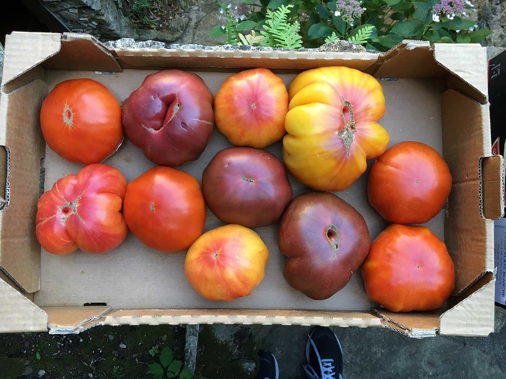 Fresh produce, vegetables and fruits from the local organic markets.