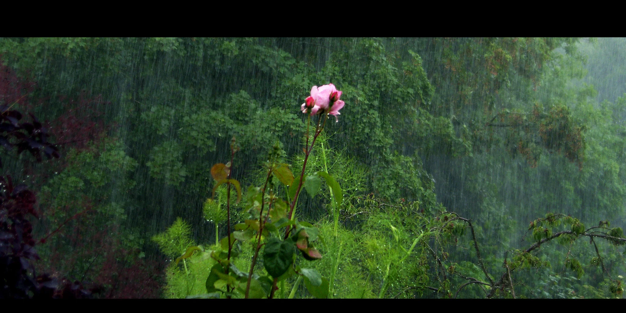 rose and rain.jpg