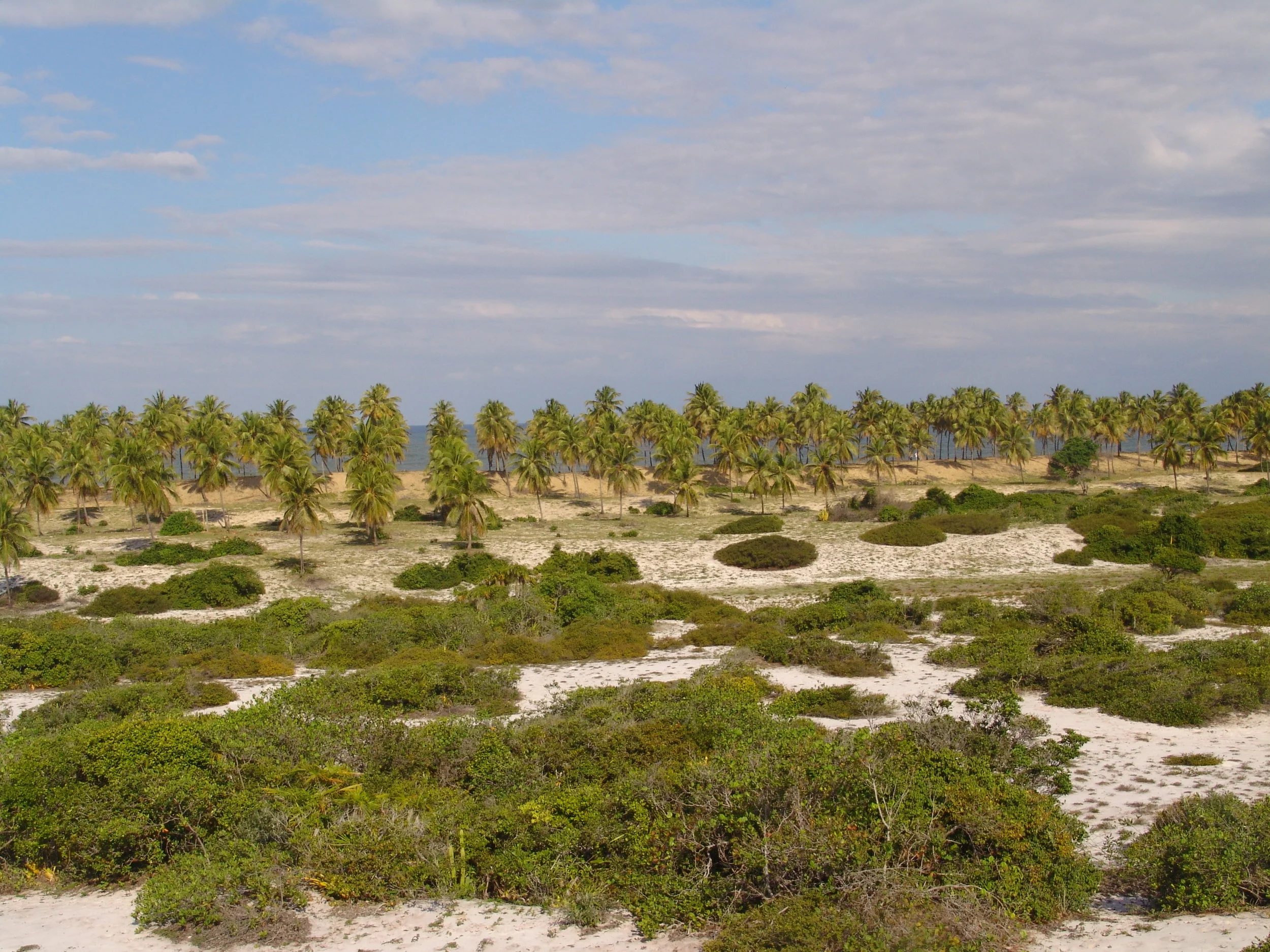 IMAGE 11-SAND AND RESTINGA VEGETATION.JPG