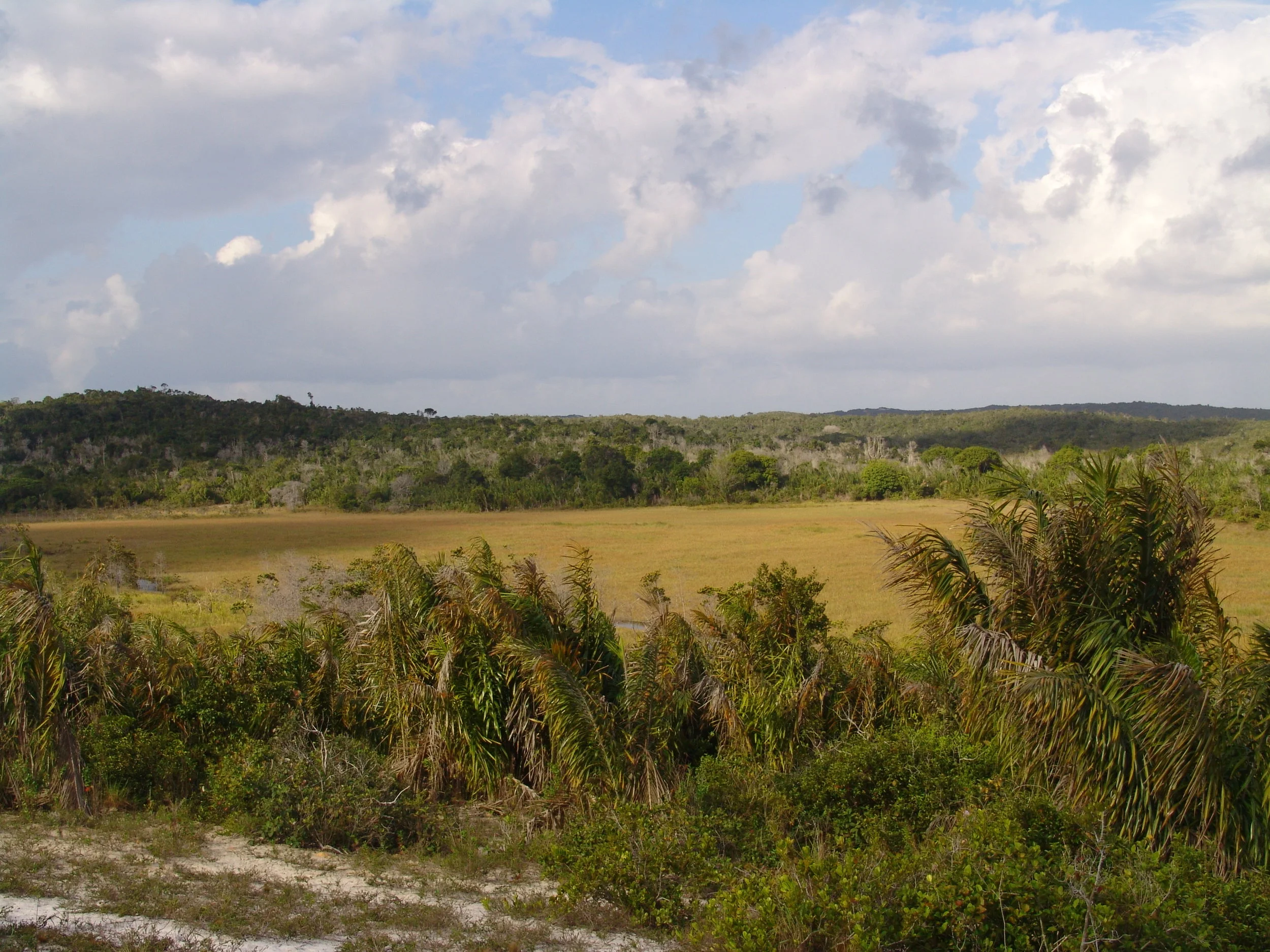 IMAGE 12- WETLANDS AND PIAP-AVA VEGETATION.JPG