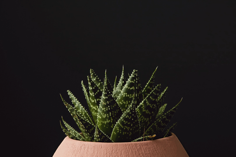 Plant_04_3x2_v02.gif