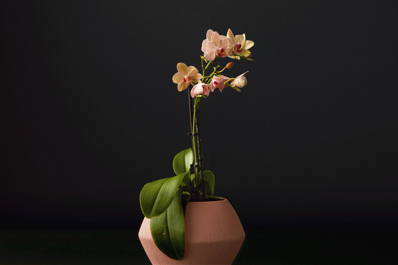 Plant_05_3x2_v02.gif