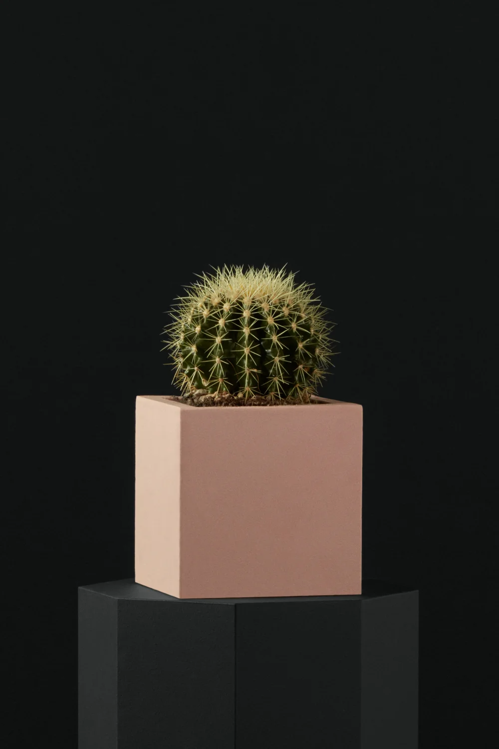 sacred cactus #EC67 EXACT Trichocereus Pachanoi 46