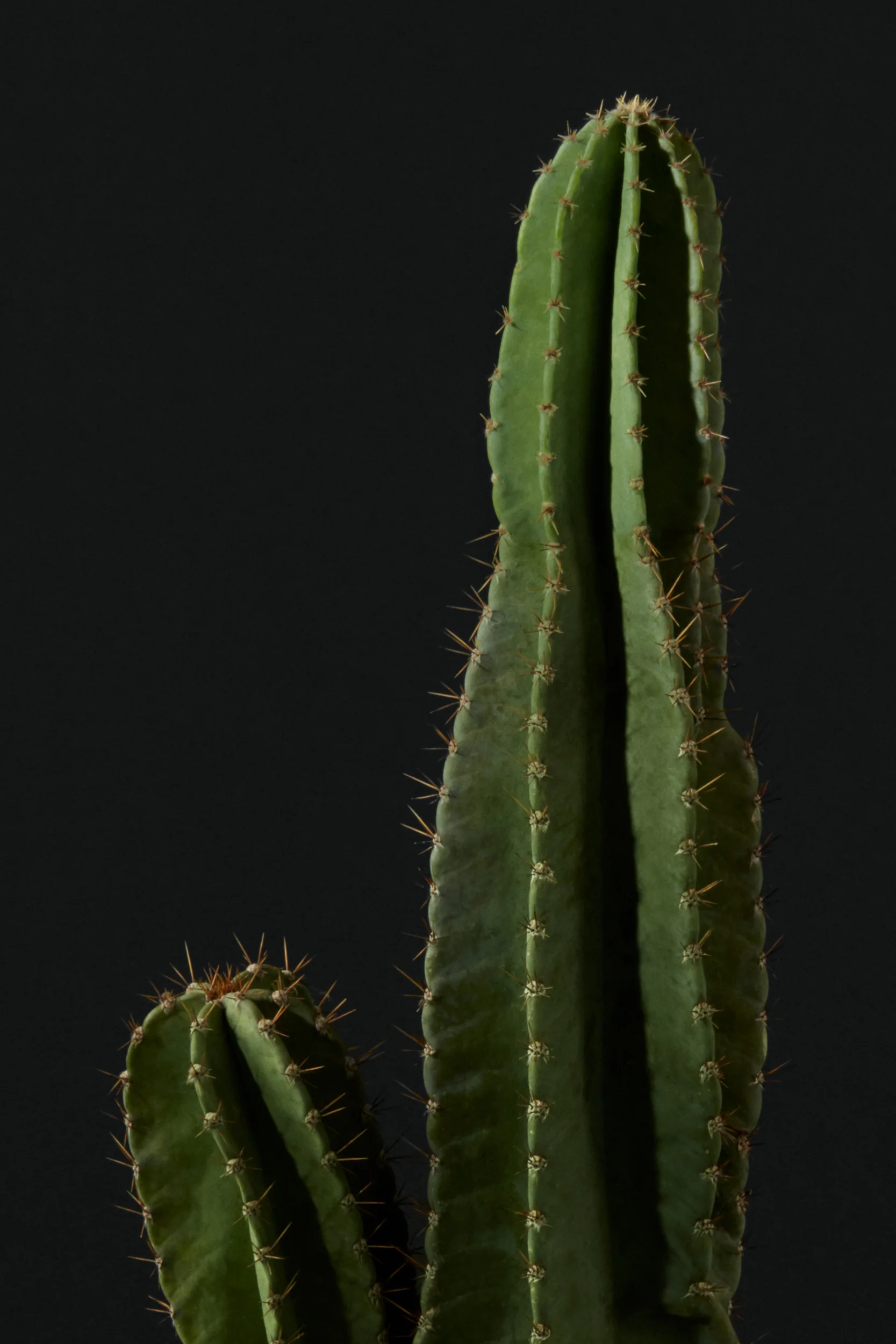 texture-cactus.jpg