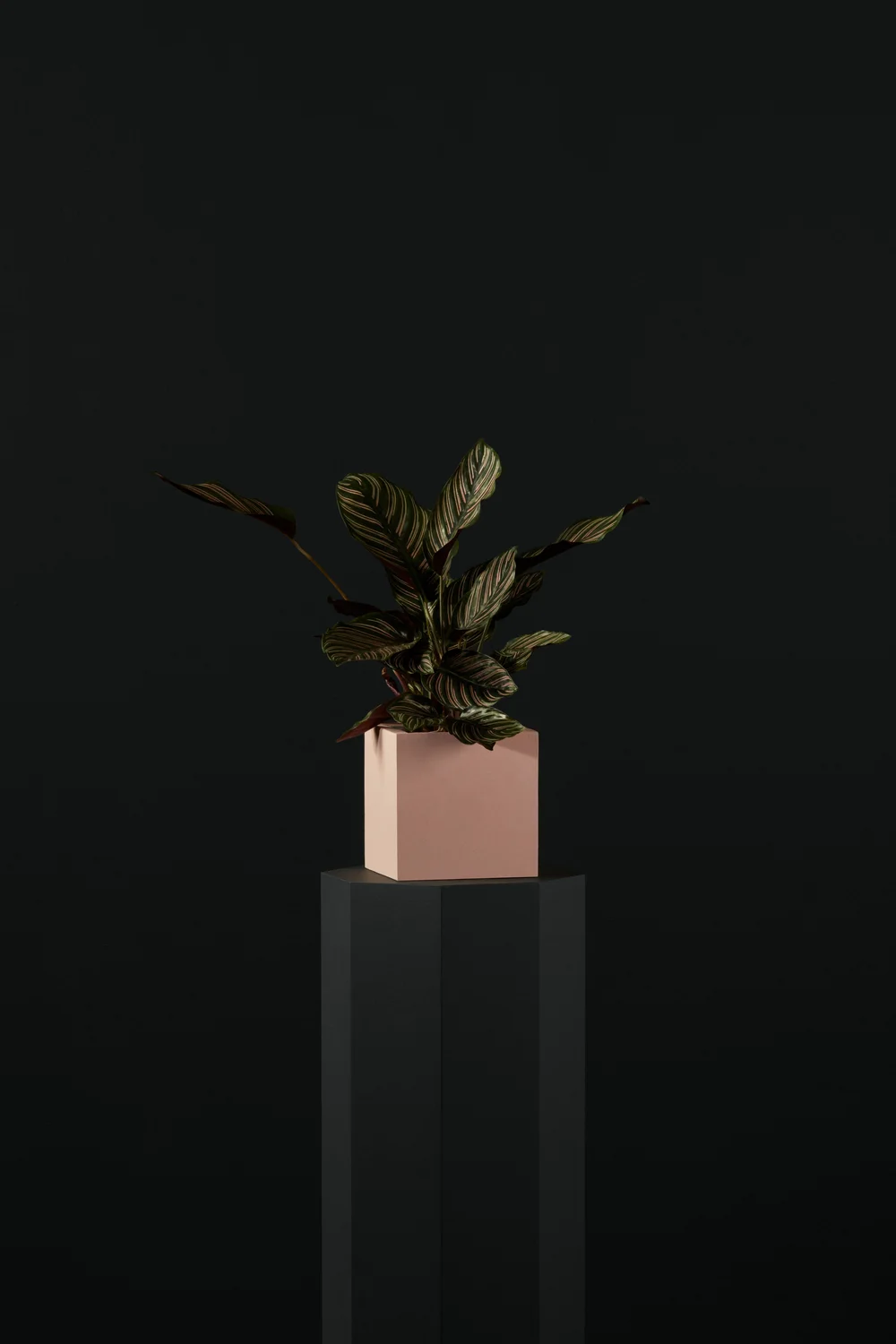 mini bromelie MINI BROMELIA SCARLET STAR PLANT main image 0