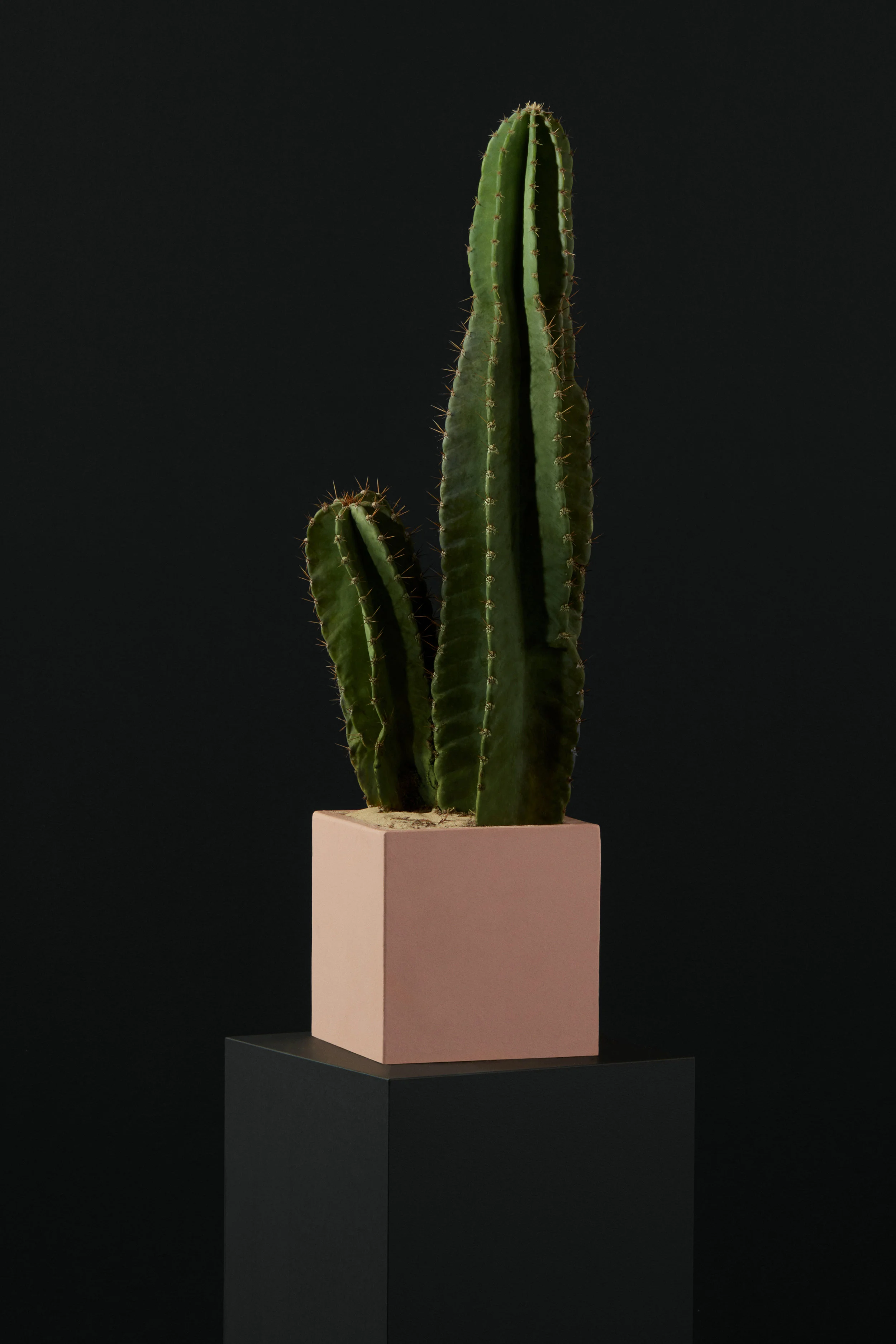 Ecomm_16_Cactus2_005.jpg