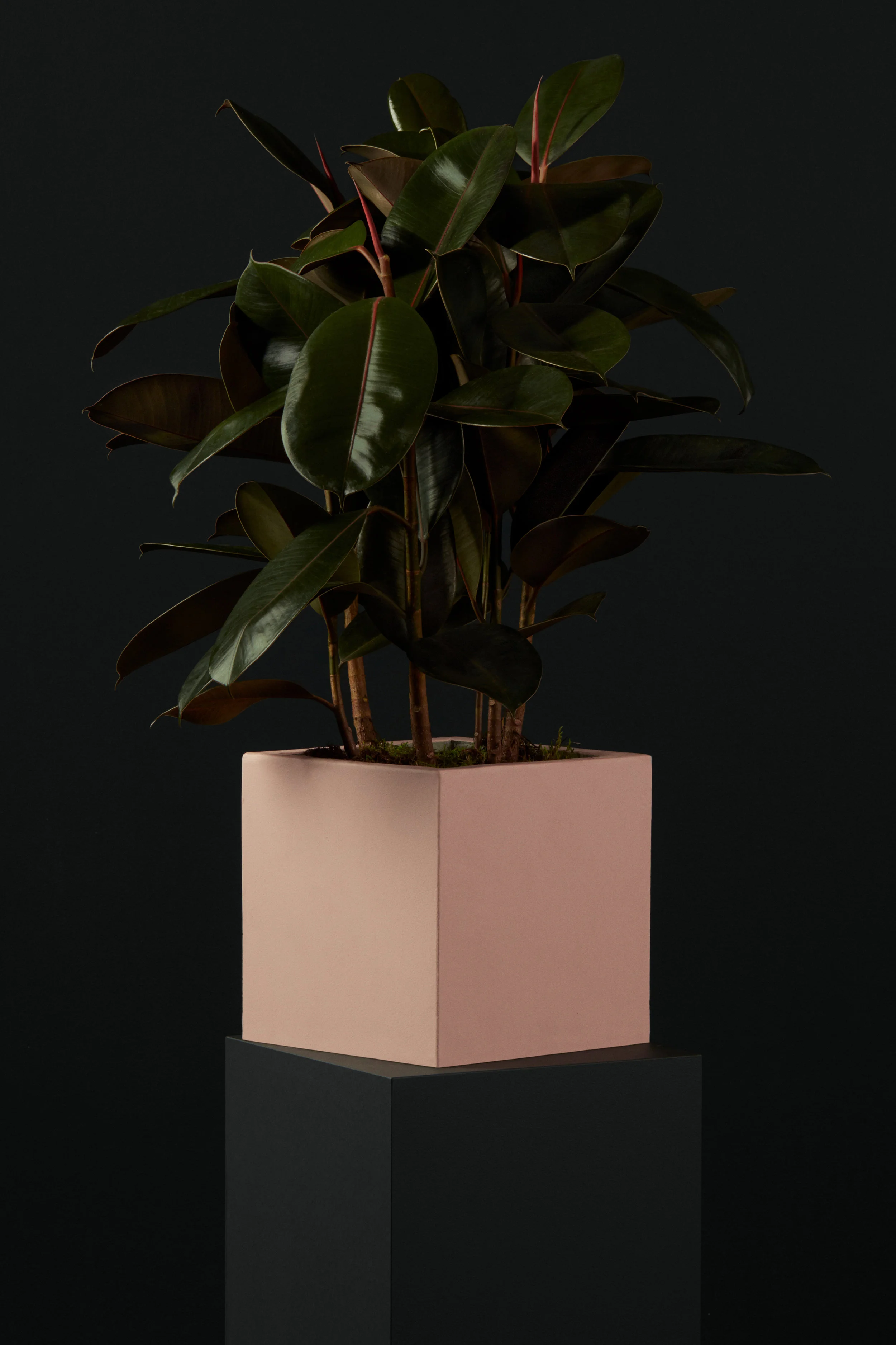 Ecomm_15_RubberTree_009.jpg