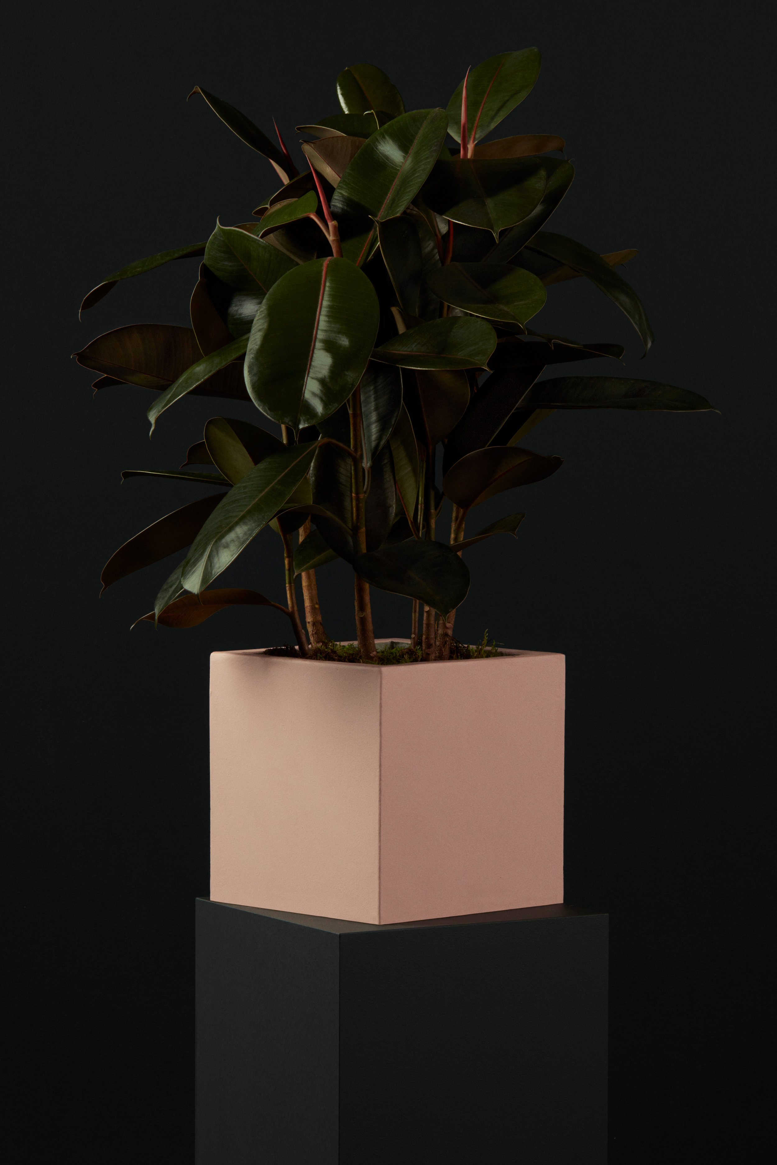 Rubber Tree