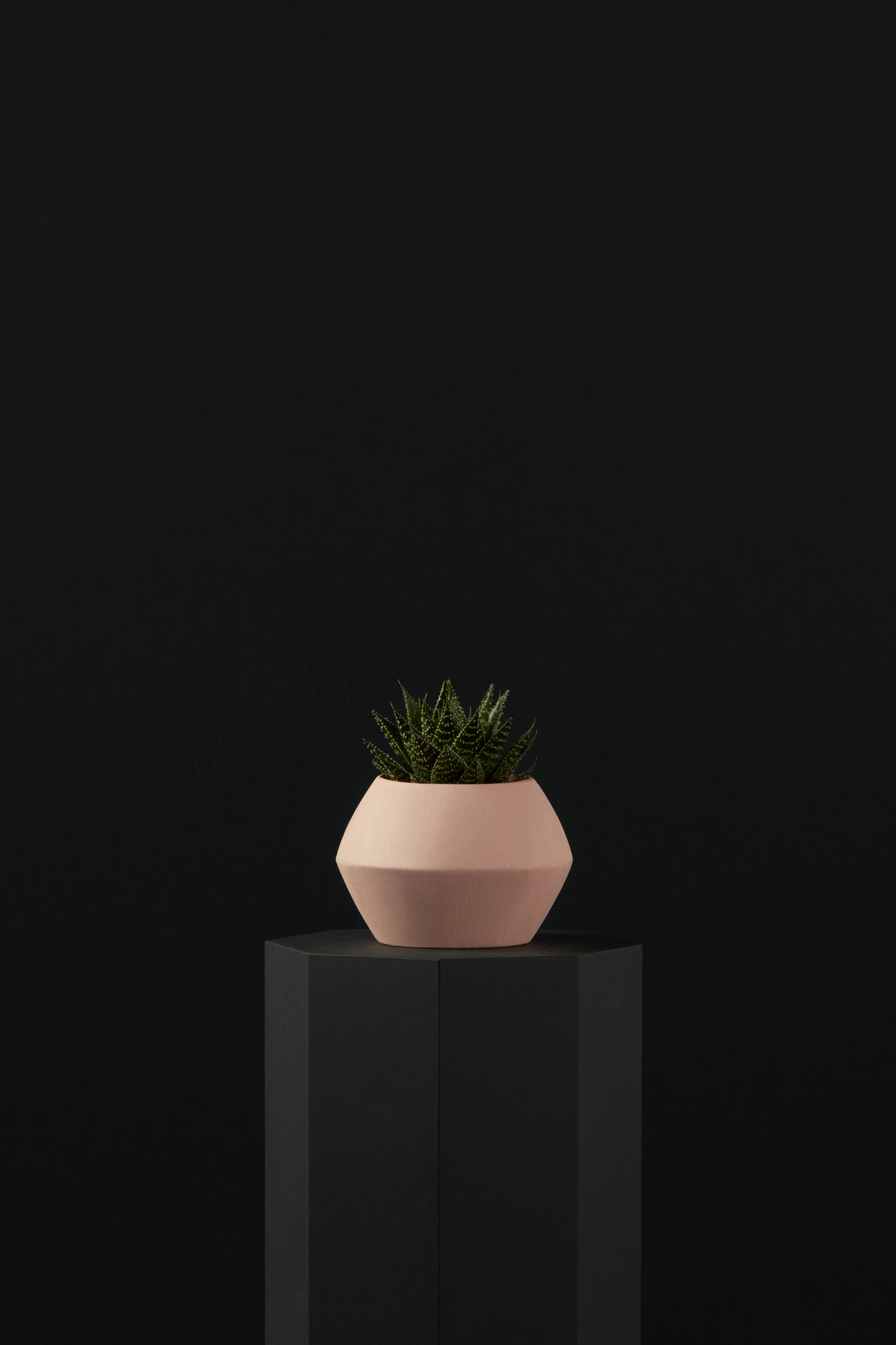 Ecomm_12_Agave_002.jpg