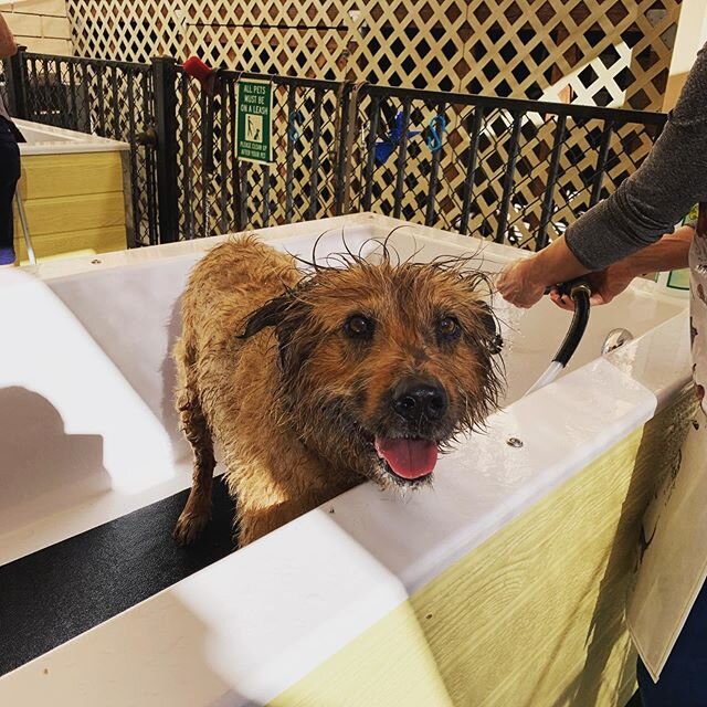 Thank you for coming to K9 to 5 self dog wash🌟I got lots of smile today😆 Happy dog🐶 Happy life❤️