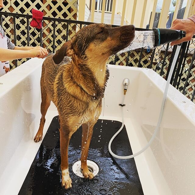 Thank you for coming to K9 to 5 self dog wash even it was raining in the morning yesterday 🚿🐶🌧🌞 We will close the store if it&rsquo;s raining since the tubs are outside but if there is any chance the sun comes out☀️, we will open. We will keep up
