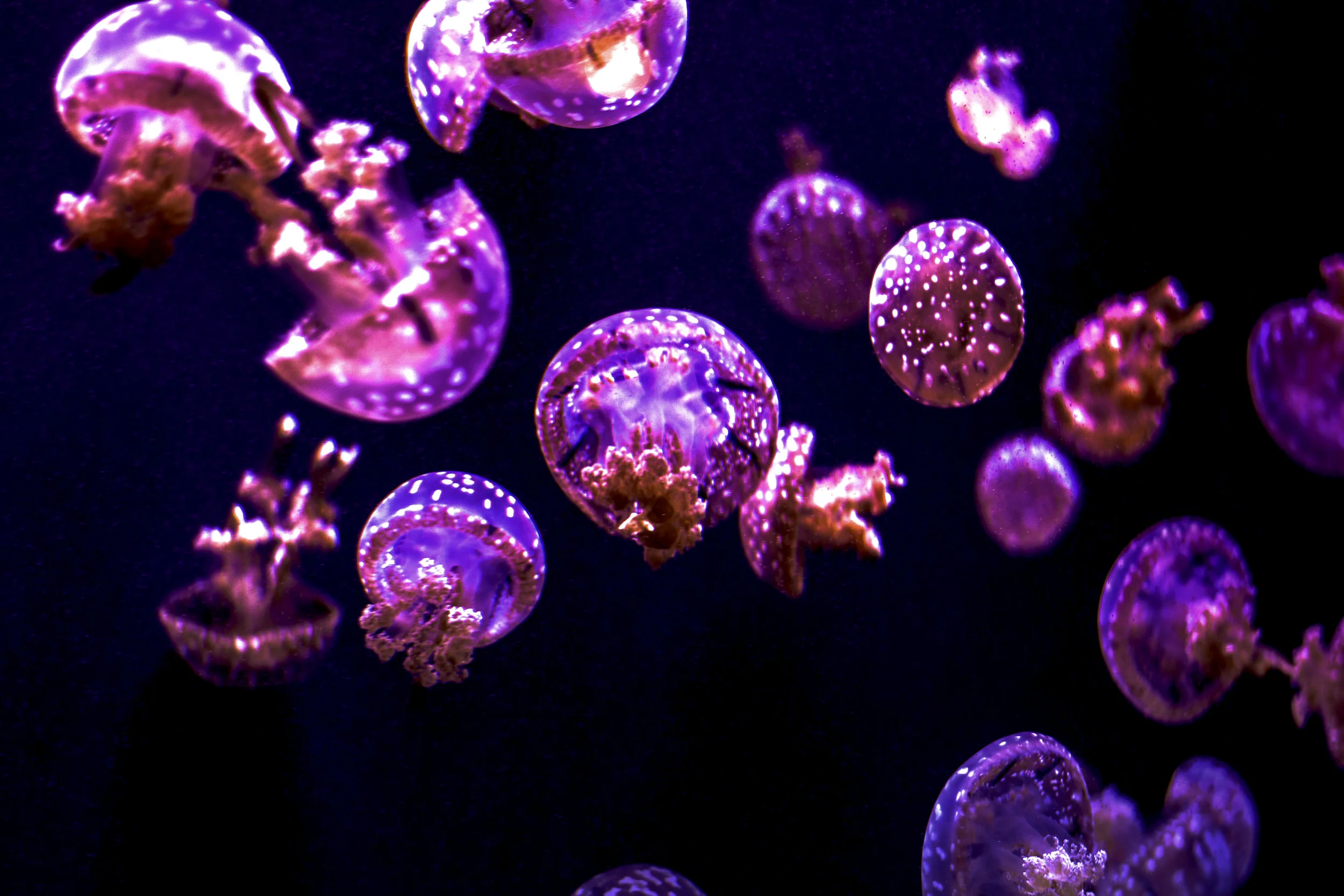 jellyfish.jpg