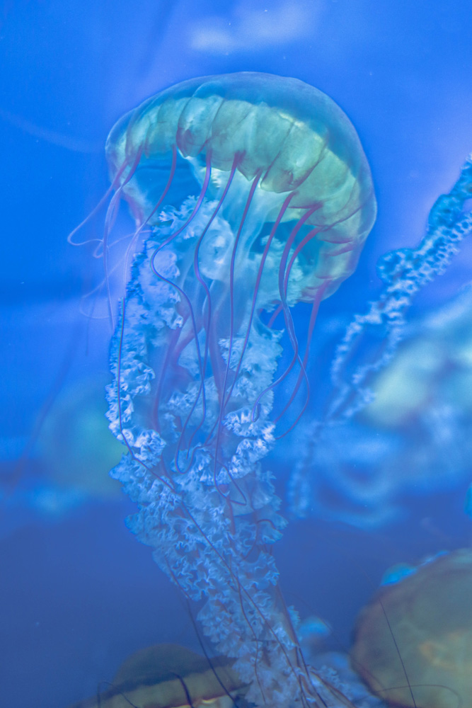 Psychedelic Pacific Sea Nettle
