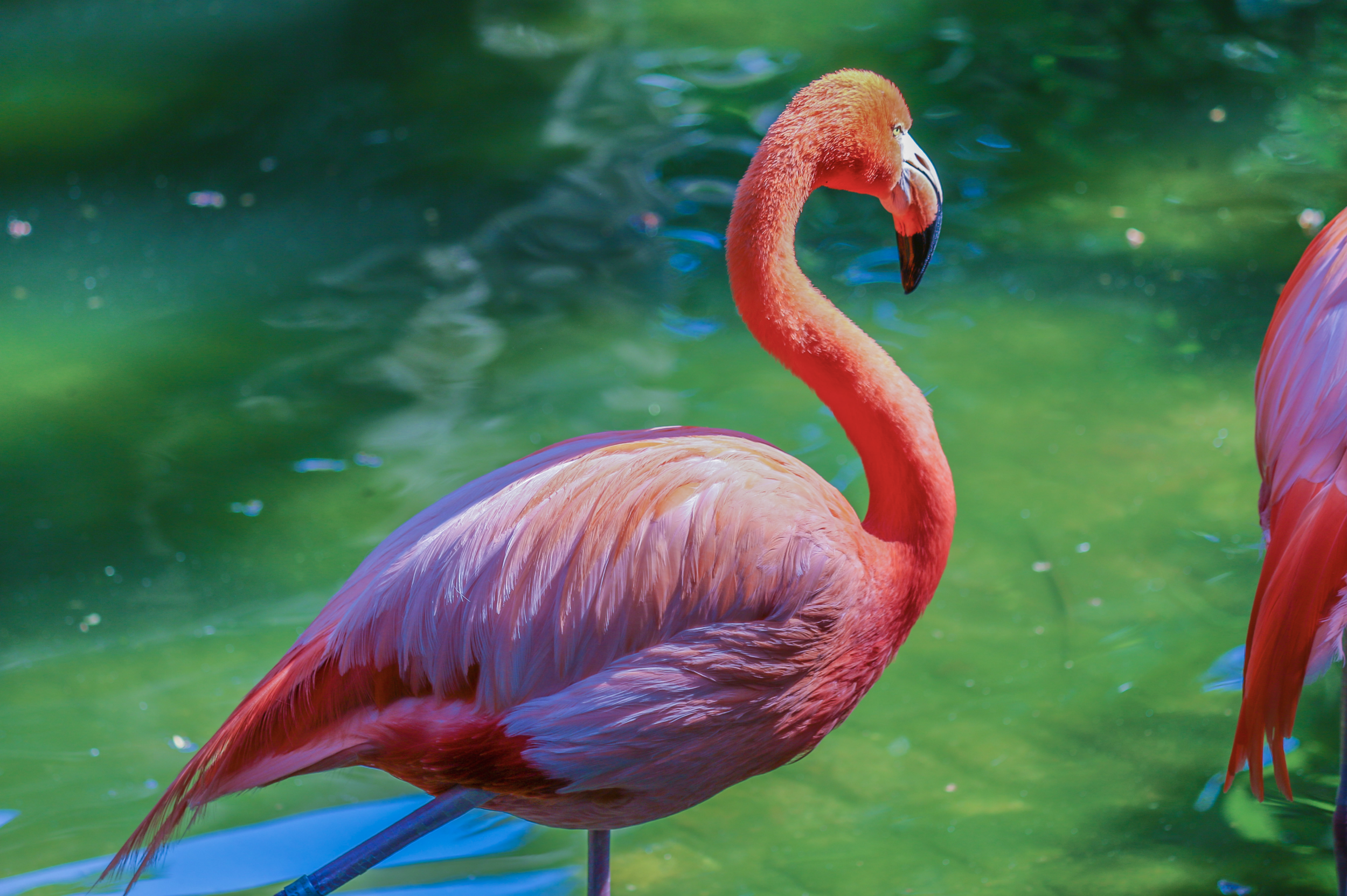 American Flamingo II